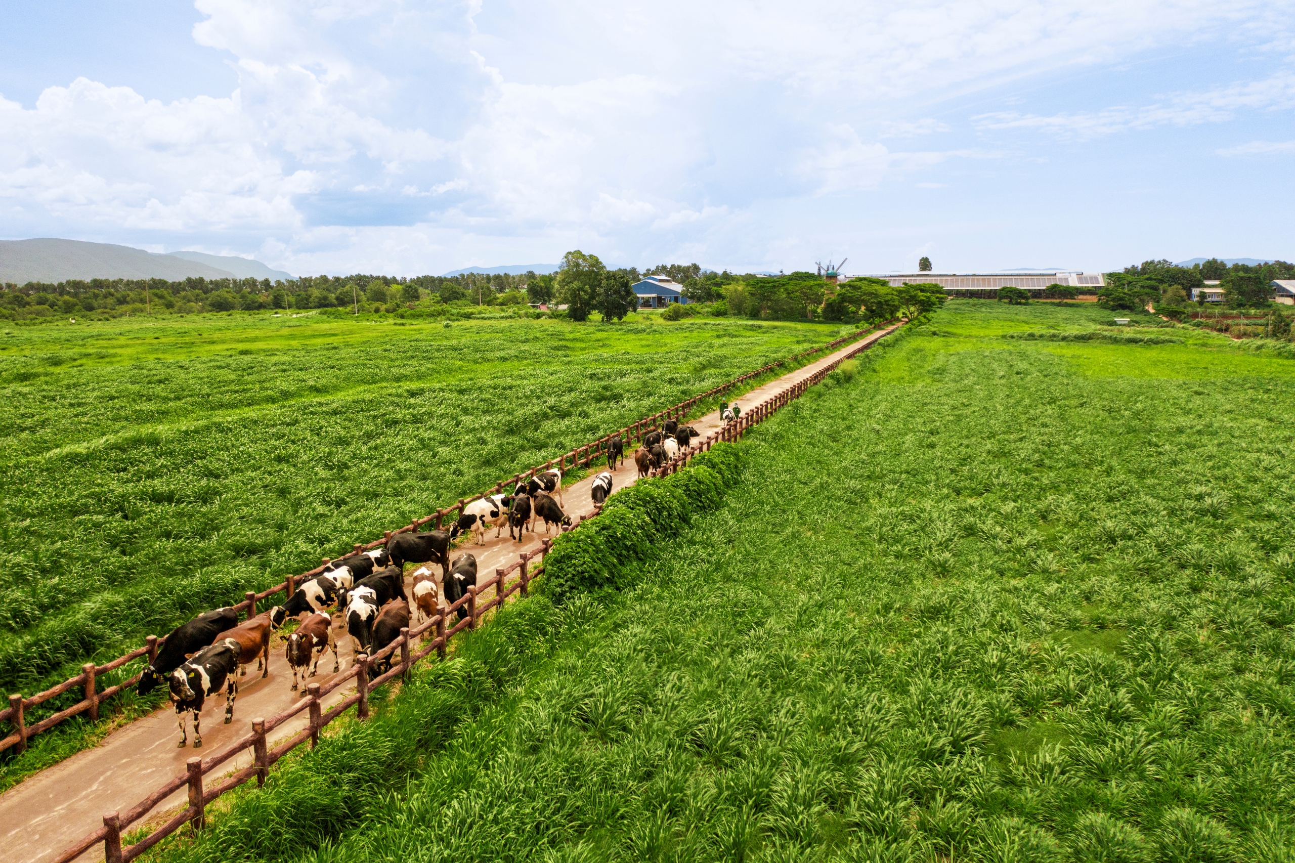 100% diện t&iacute;ch trồng trọt của Vinamilk được canh t&aacute;c theo phương ph&aacute;p hữu cơ v&agrave; vận dụng v&ograve;ng tuần ho&agrave;n đất.