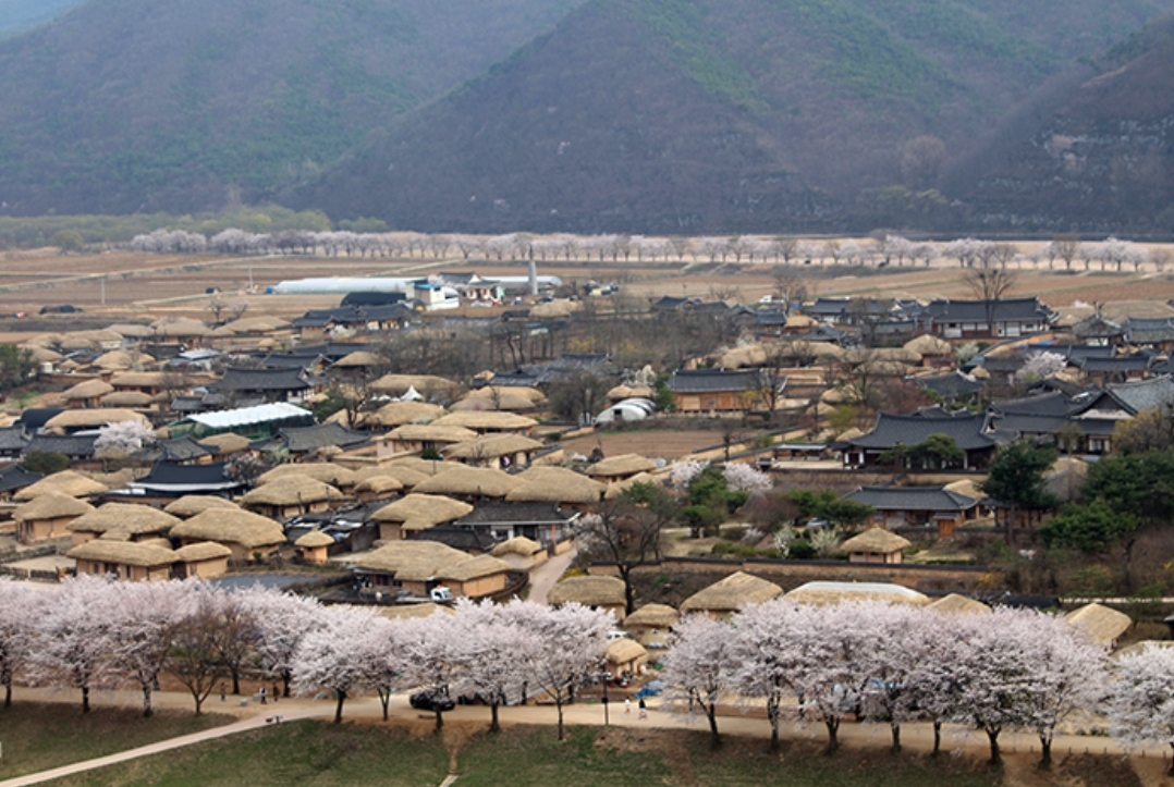Độc đ&aacute;o c&aacute;c sản phẩm tỉnh Gyeongsangbuk tại lễ hội "S&acirc;m v&agrave; hương liệu, dược liệu quốc tế"- Ảnh 1.