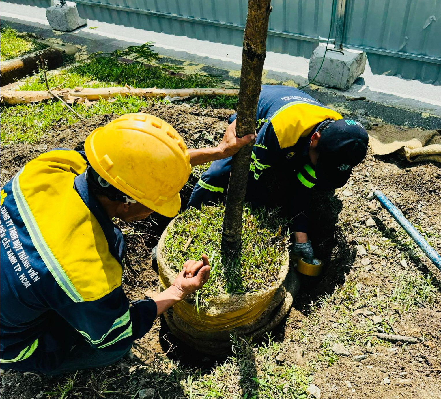 Bắt đầu đốn hạ, di dời gần 240 c&acirc;y xanh để mở rộng đại lộ Đ&ocirc;ng T&acirc;y- Ảnh 3.