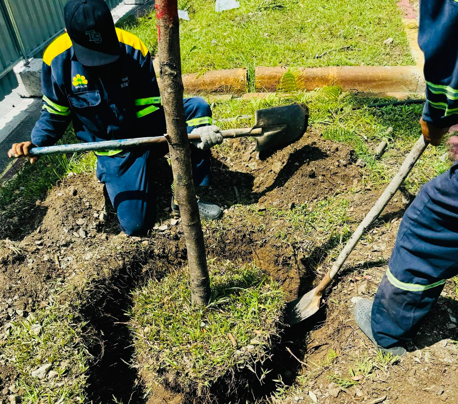 Bắt đầu đốn hạ, di dời gần 240 c&acirc;y xanh để mở rộng đại lộ Đ&ocirc;ng T&acirc;y- Ảnh 4.