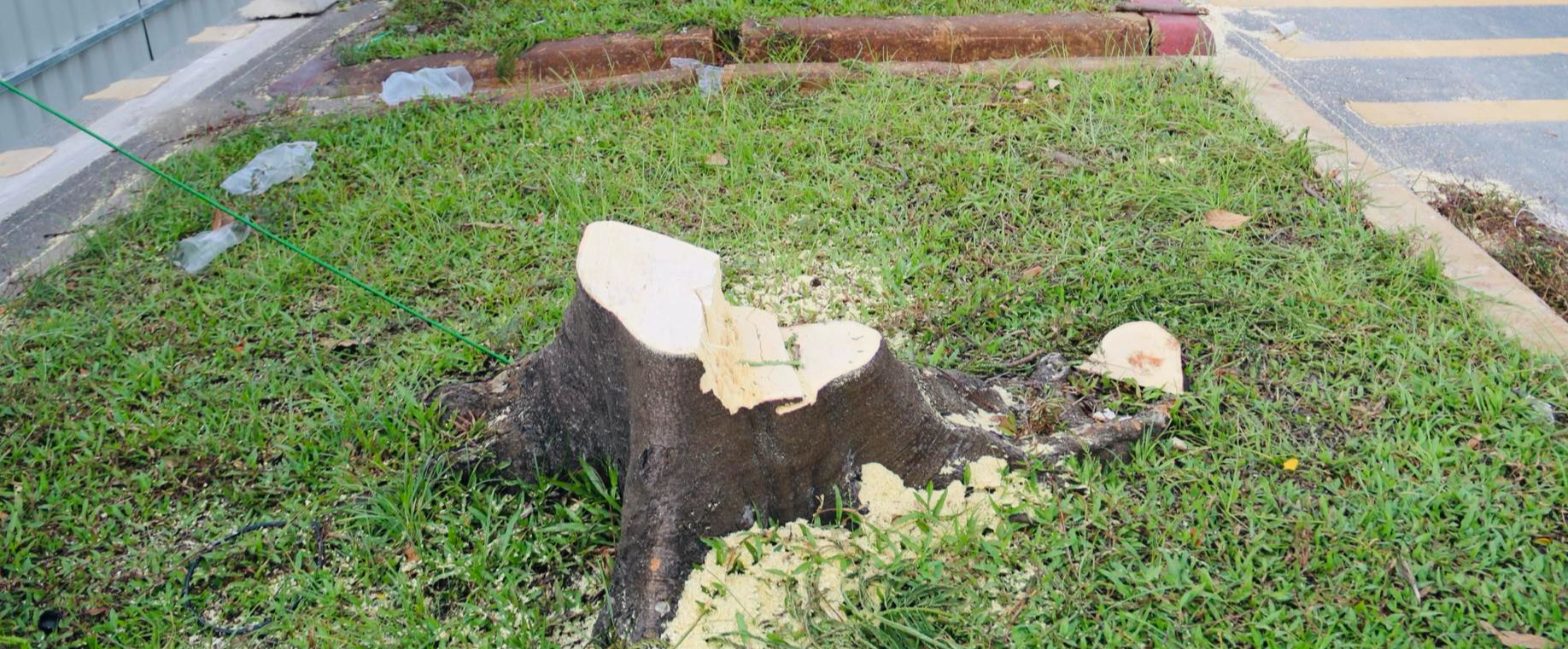 Bắt đầu đốn hạ, di dời gần 240 c&acirc;y xanh để mở rộng đại lộ Đ&ocirc;ng T&acirc;y- Ảnh 5.