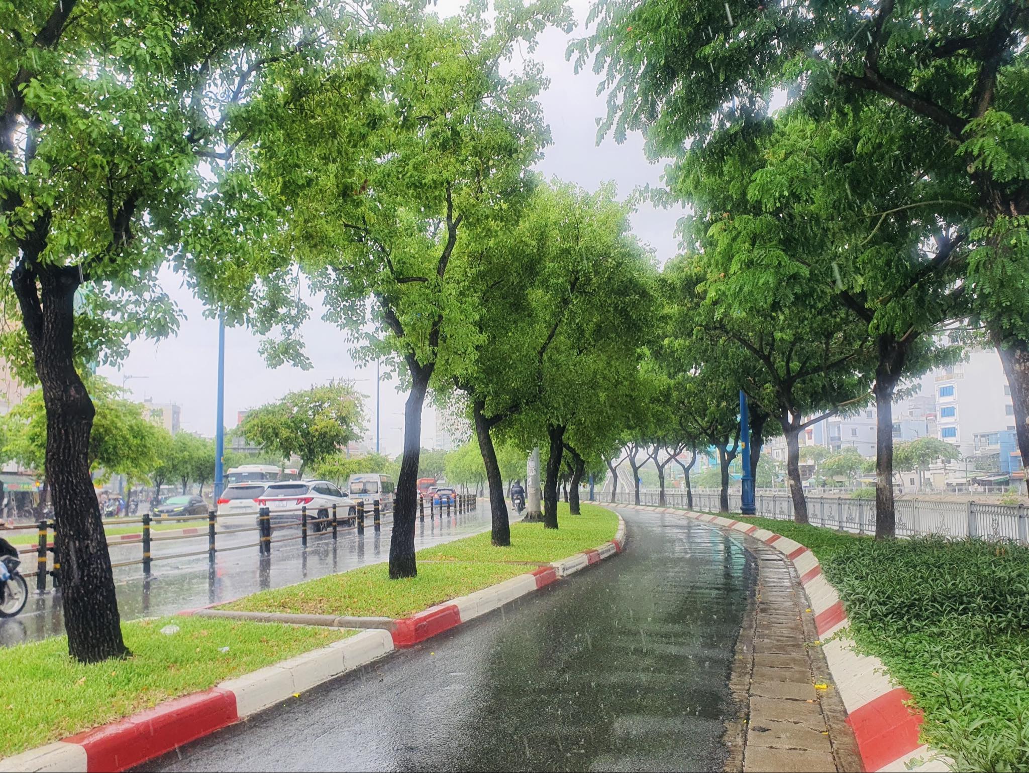 Bắt đầu đốn hạ, di dời gần 240 c&acirc;y xanh để mở rộng đại lộ Đ&ocirc;ng T&acirc;y- Ảnh 1.