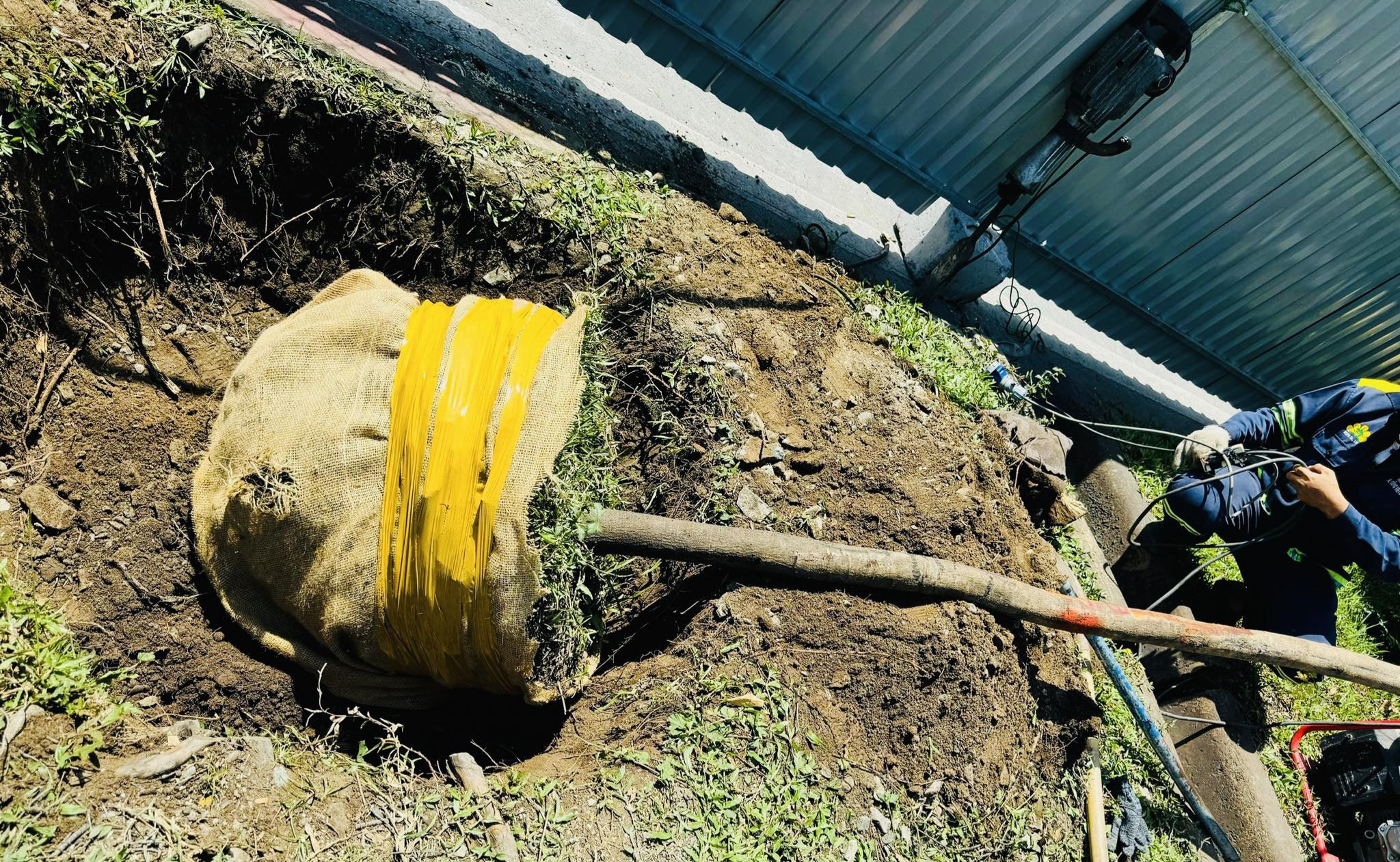 Bắt đầu đốn hạ, di dời gần 240 c&acirc;y xanh để mở rộng đại lộ Đ&ocirc;ng T&acirc;y- Ảnh 6.