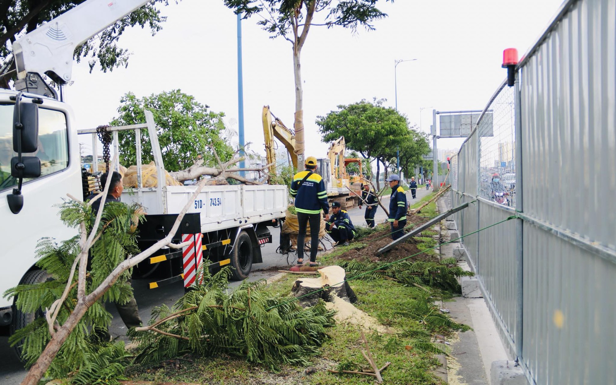 Toàn cảnh Đại lộ Võ Văn Kiệt sau 4 tháng thi công xoá bỏ dải phân cách làn xe máy- Ảnh 11. Bắt đầu đốn hạ, di dời gần 240 cây xanh để mở rộng đại lộ Đông Tây