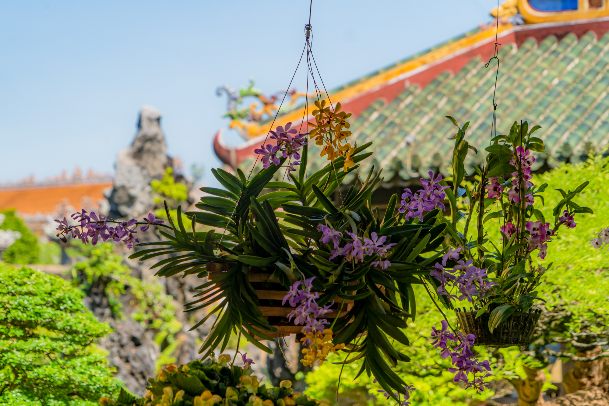 Cây kiểng, hoa phong lan ba miền khoe sắc trong vườn thượng uyển ở Huế- Ảnh 3. Cây kiểng, hoa phong lan ba miền khoe sắc trong vườn thượng uyển ở Huế- Ảnh 3.