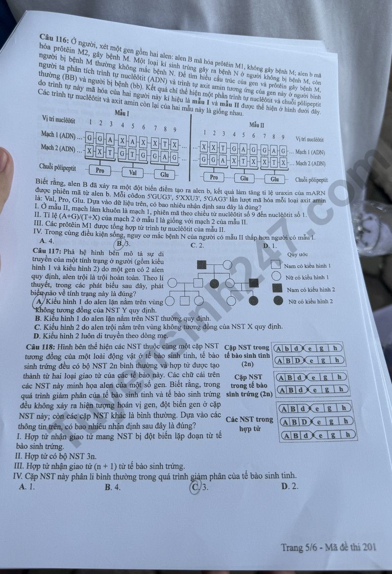 Đáp án đề thi môn Sinh học THPT 2024 tất cả mã đề- Ảnh 5. Đáp án đề thi môn Sinh học THPT 2024 tất cả mã đề- Ảnh 5.