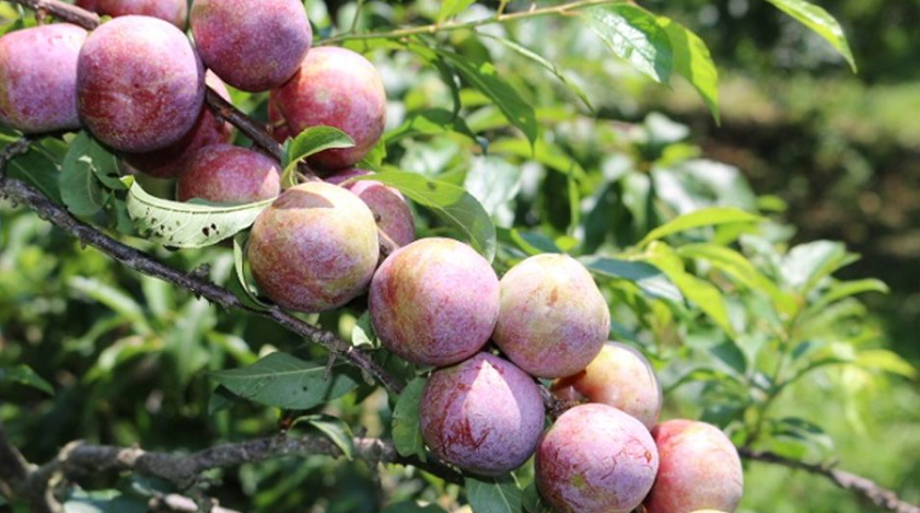 Loại quả m&ugrave;a h&egrave; tươi ngon lại l&agrave; thuốc qu&yacute; nhưng kh&ocirc;ng phải ai ăn cũng tốt- Ảnh 1.