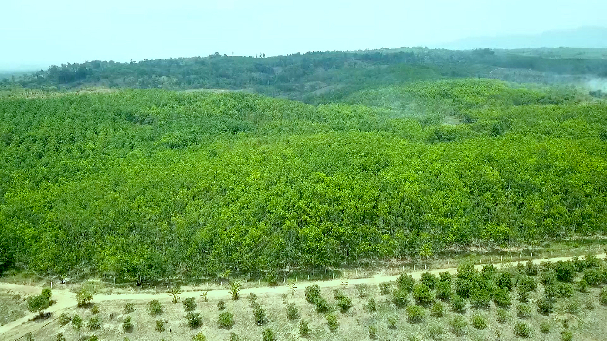 Kỳ lạ 360ha rừng cao su 5 năm kh&ocirc;ng t&igrave;m được chủ- Ảnh 1.