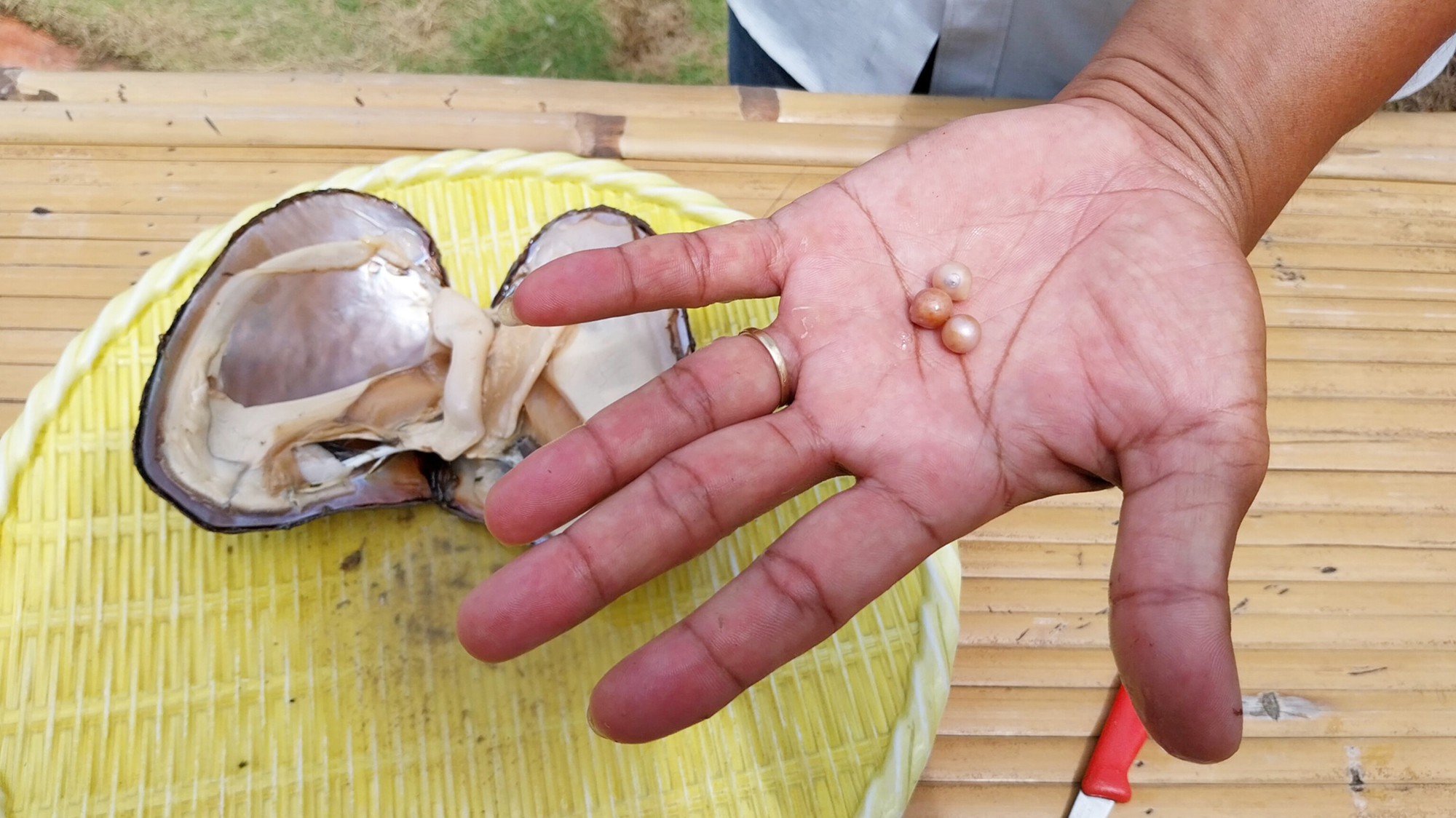 Khu sinh th&aacute;i ngọc trai của ch&agrave;ng kỹ sư IT- Ảnh 4.
