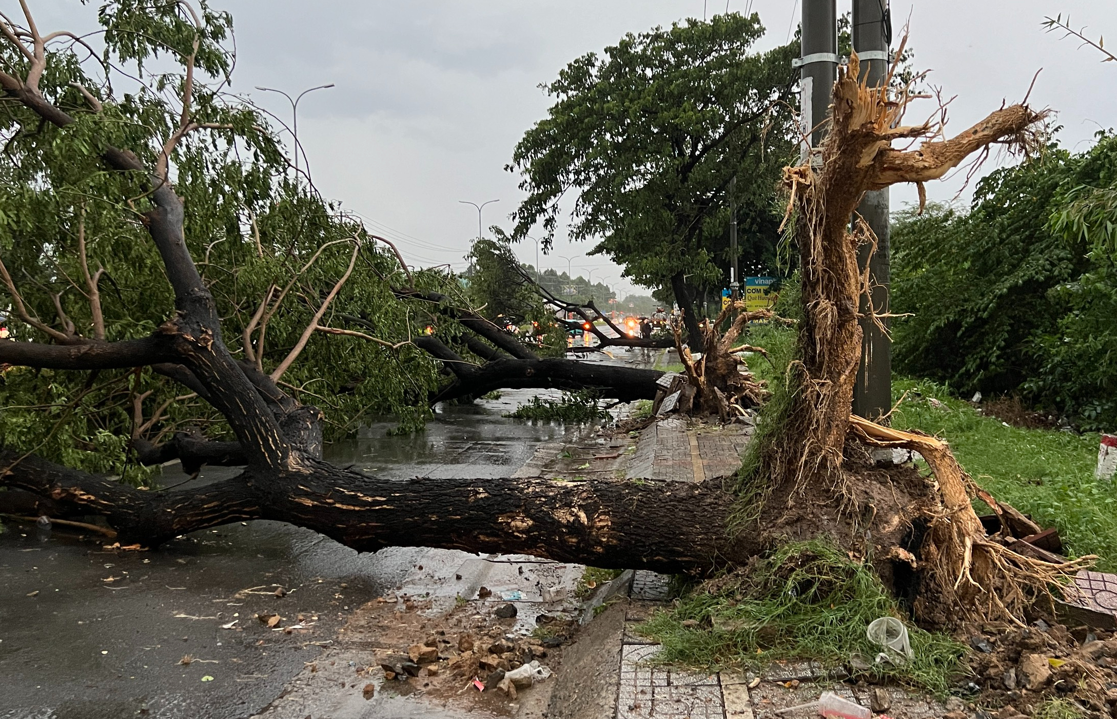 Mưa lớn k&egrave;m gi&oacute; lốc, c&acirc;y sao cao 30m ng&atilde; đổ chắn ngang QL20- Ảnh 5.