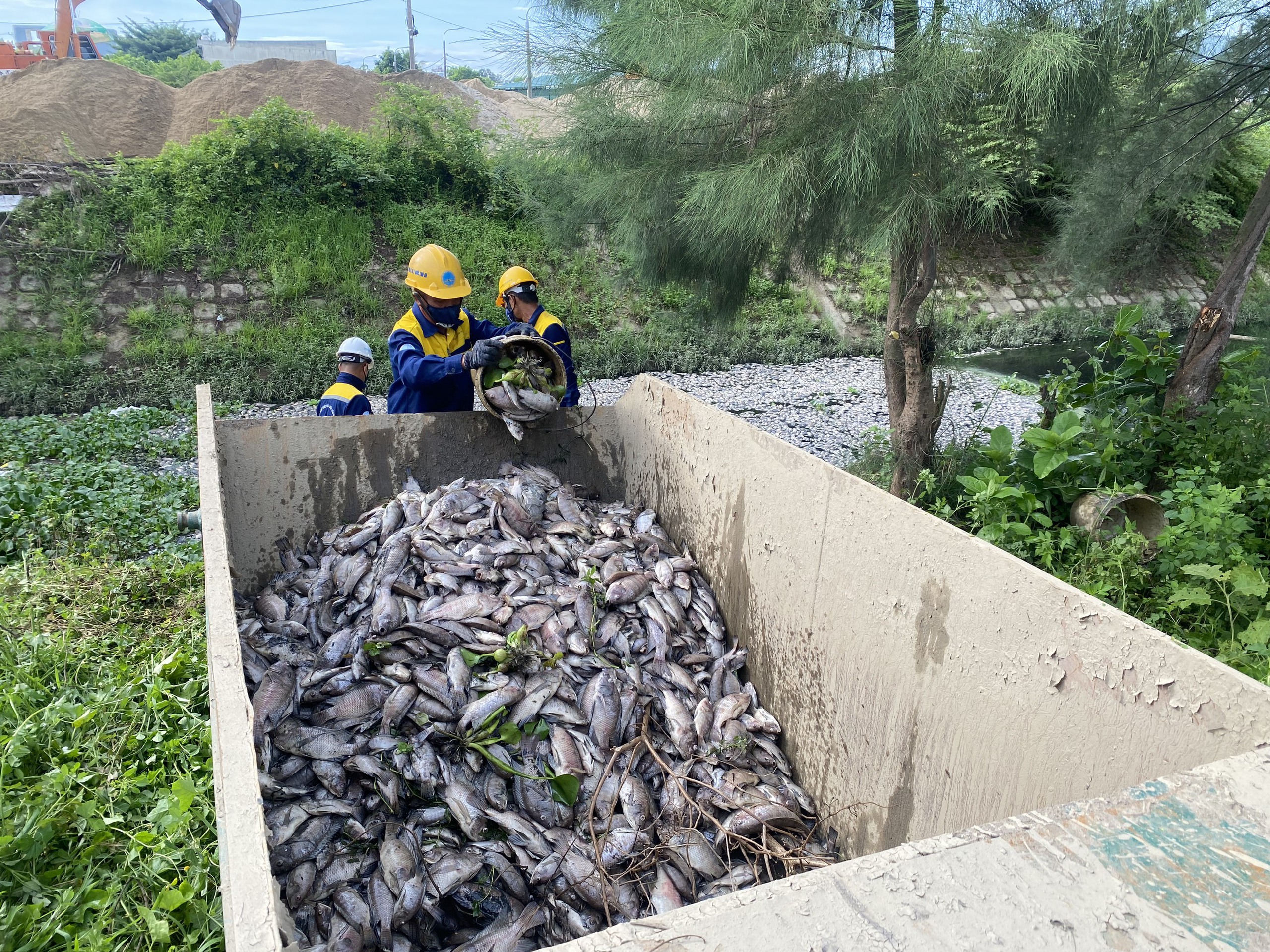 C&aacute; chết nổi trắng mặt hồ ở Đ&agrave; Nẵng- Ảnh 2.