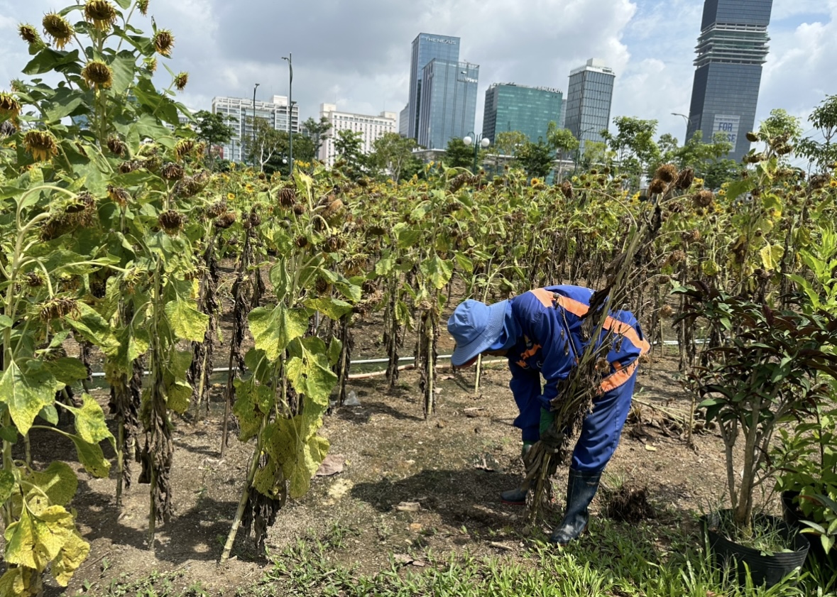 Bờ sông Sài Gòn sẽ trồng thêm hàng nghìn cây hoa hướng dương phục vụ lễ 2/9- Ảnh 7. Bờ sông Sài Gòn sẽ trồng thêm hàng nghìn cây hoa hướng dương phục vụ lễ 2/9- Ảnh 7.
