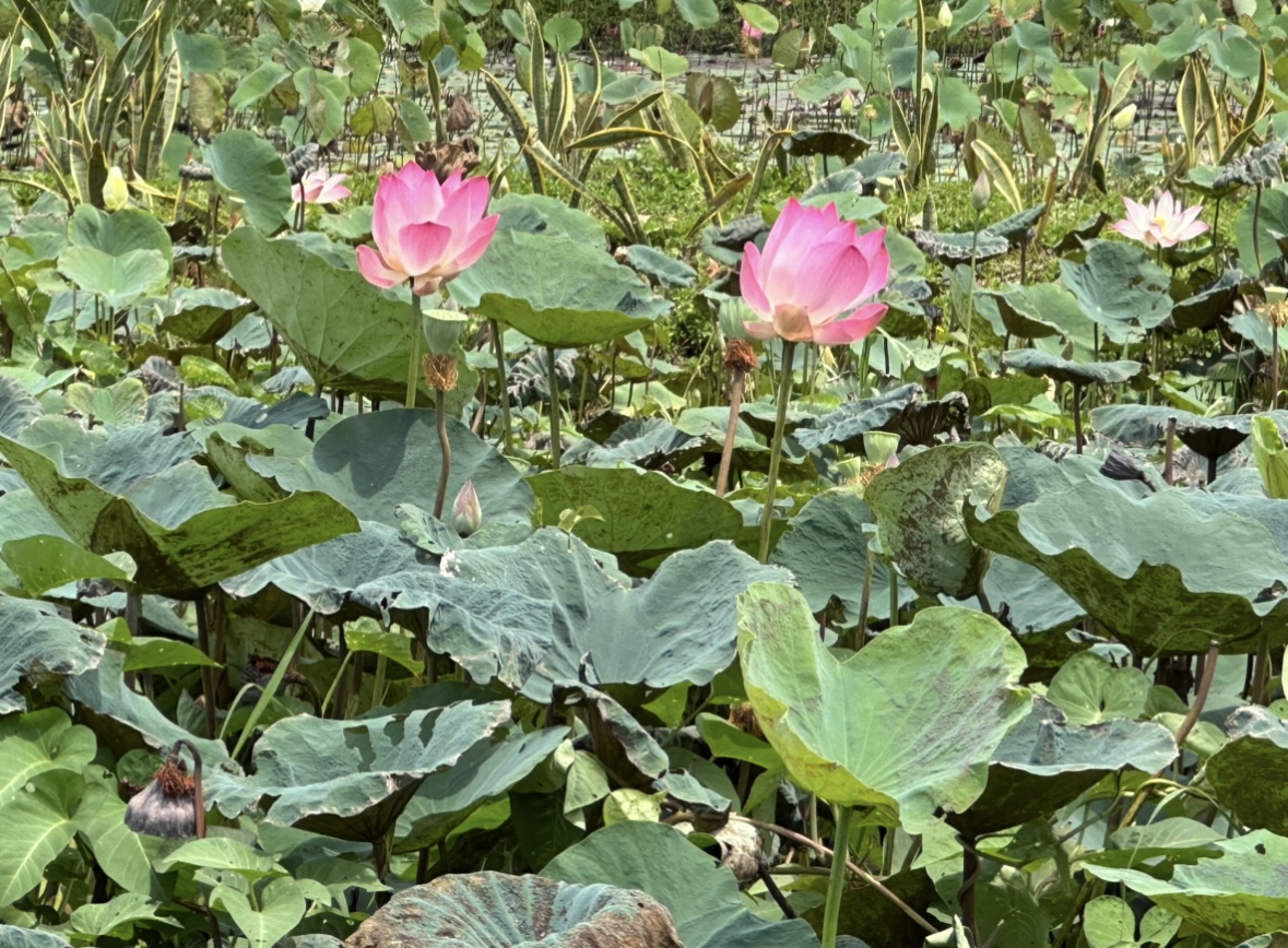 Bờ sông Sài Gòn sẽ trồng thêm hàng nghìn cây hoa hướng dương phục vụ lễ 2/9- Ảnh 1. Bờ sông Sài Gòn sẽ trồng thêm hàng nghìn cây hoa hướng dương phục vụ lễ 2/9- Ảnh 1.