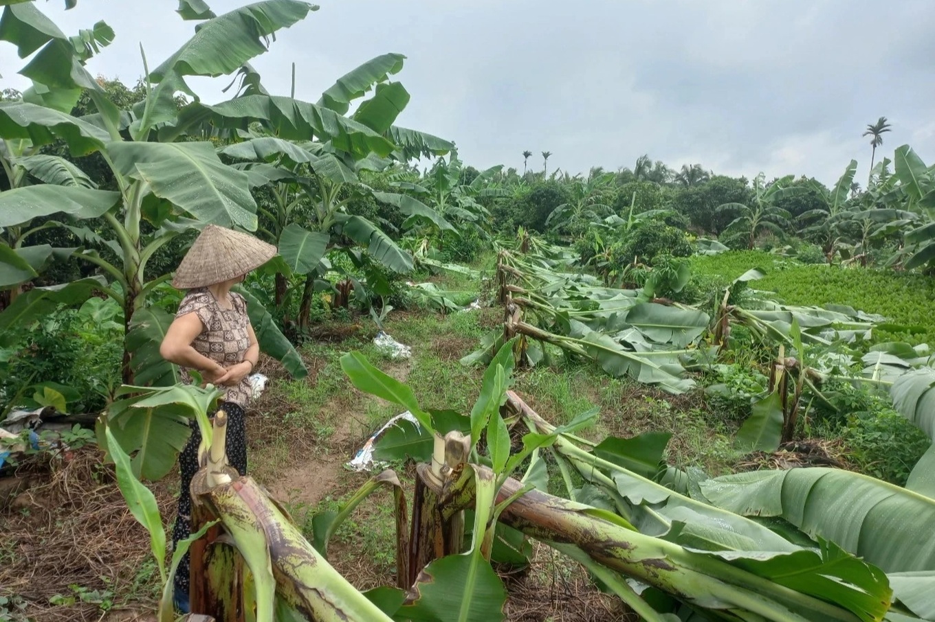 Hải Dương: Điều tra vụ hộ d&acirc;n 2 năm liền bị kẻ gian chặt ph&aacute; vườn chuối
- Ảnh 1.