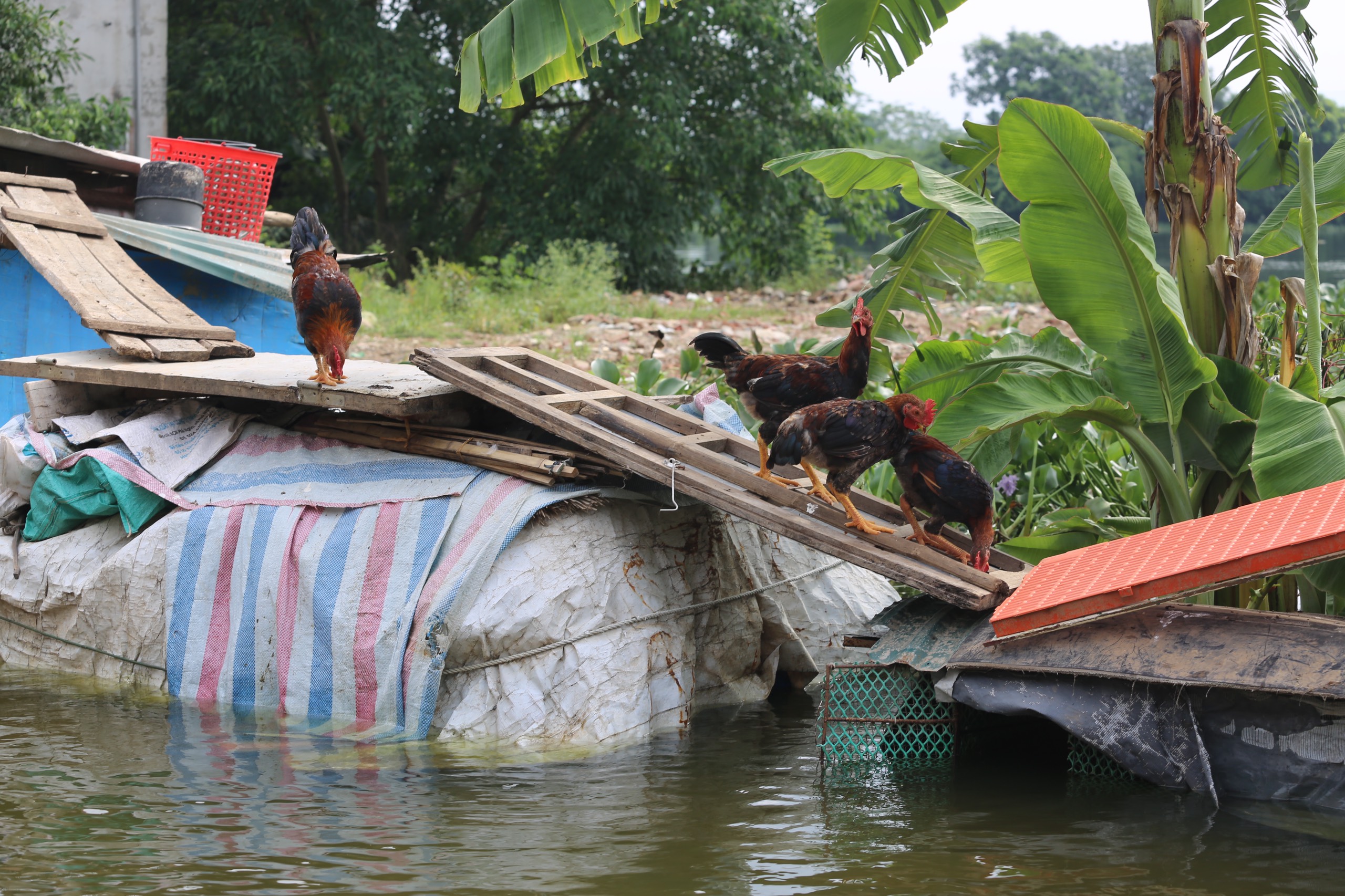 
"Biển nước" bủa v&acirc;y, d&acirc;n một x&oacute;m ngoại th&agrave;nh H&agrave; Nội phải bơi thuyền v&agrave;o nh&agrave;- Ảnh 8.