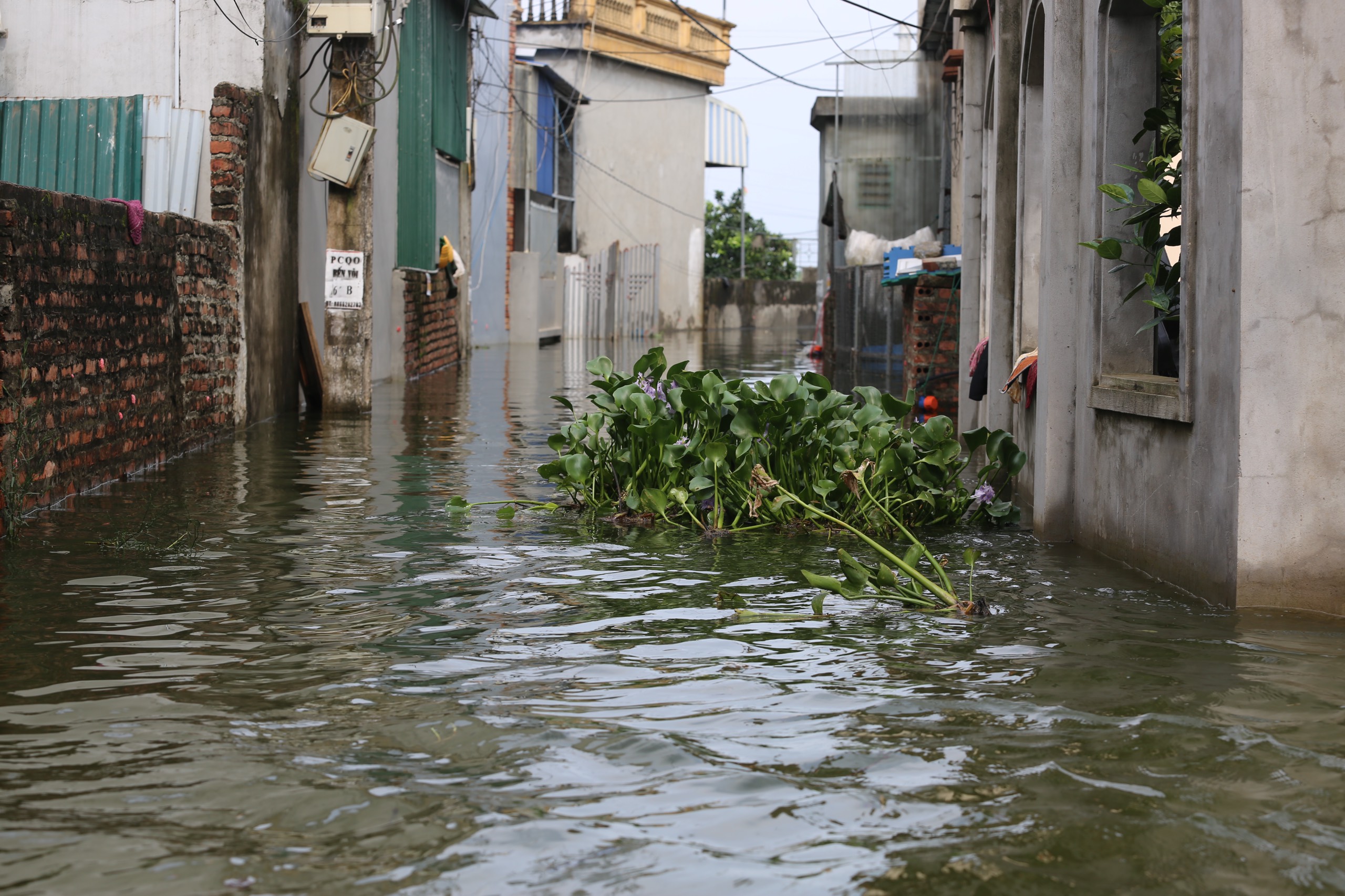 
"Biển nước" bủa v&acirc;y, d&acirc;n một x&oacute;m ngoại th&agrave;nh H&agrave; Nội phải bơi thuyền v&agrave;o nh&agrave;- Ảnh 4.