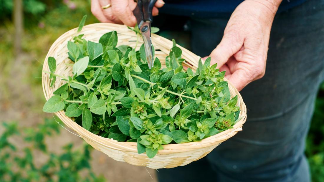 Loại l&aacute; b&eacute; nhỏ vị cay đắng c&oacute; đặc t&iacute;nh chống ung thư, d&ugrave; tươi hay kh&ocirc; đều cực tốt- Ảnh 3.