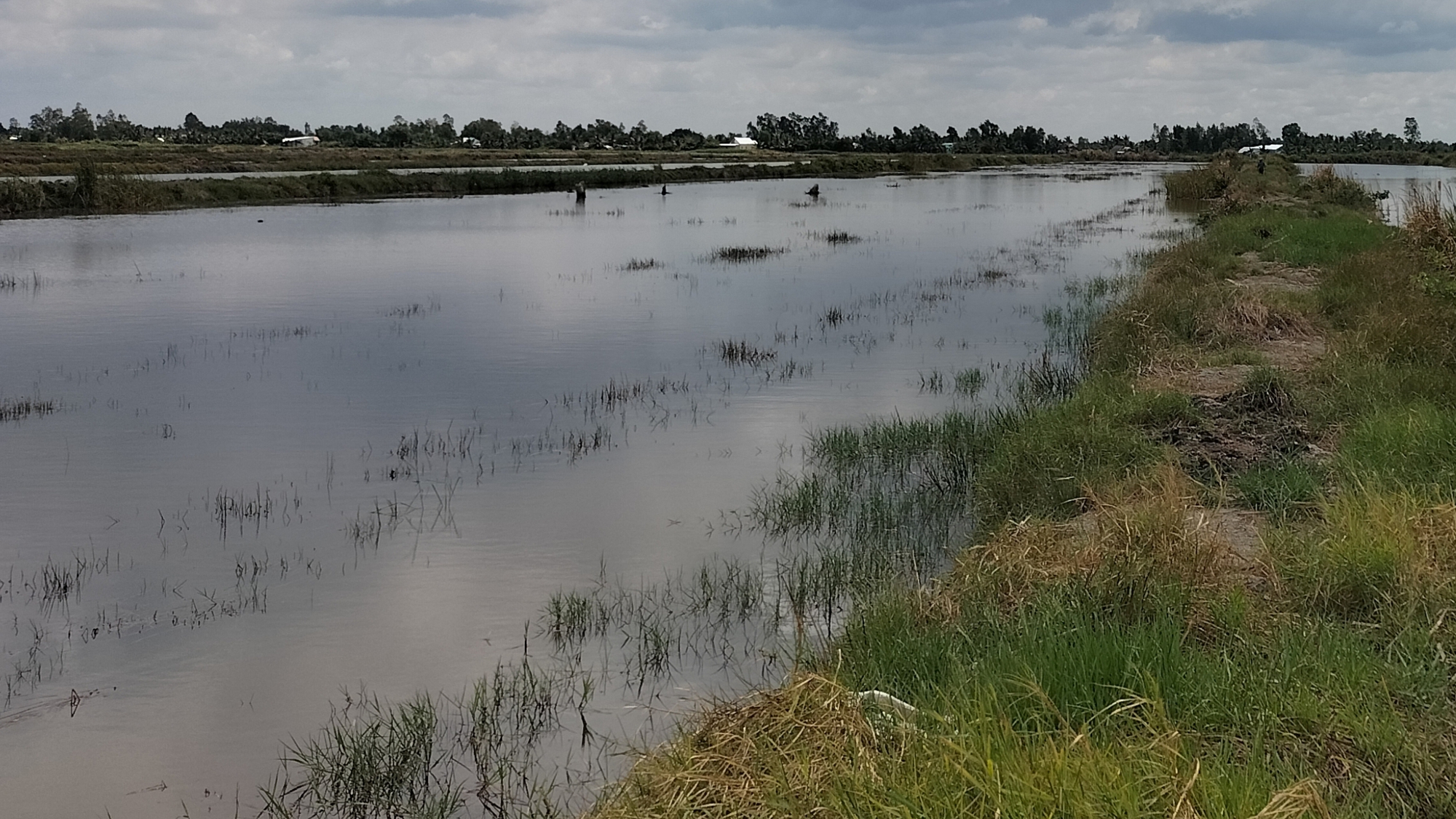 Bạc Li&ecirc;u: Hai b&eacute; sinh đ&ocirc;i tử vong dưới ao t&ocirc;m sau nh&agrave;- Ảnh 1.
