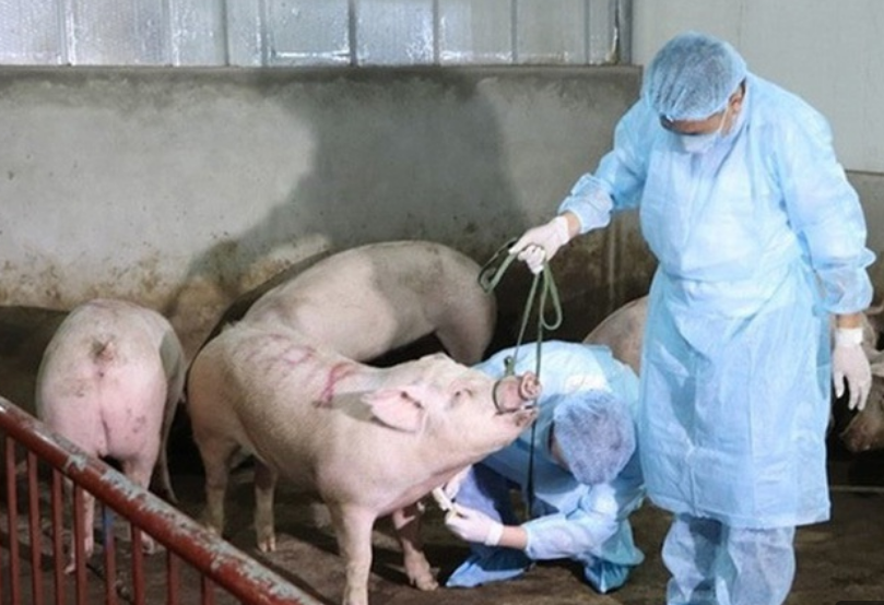 Bộ Nông nghiệp yêu cầu Bắc Giang tăng cường chống dịch tả lợn châu Phi- Ảnh 1. Bộ Nông nghiệp yêu cầu Bắc Giang tăng cường chống dịch tả lợn châu Phi- Ảnh 1.