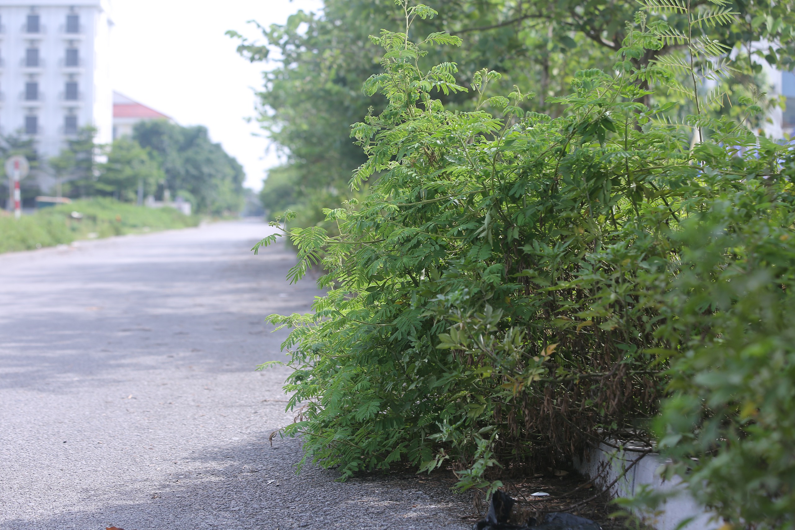 Vì sao bãi biển Hải Tiến năm nay "ngủ đông" sớm?- Ảnh 7. Vì sao bãi biển Hải Tiến năm nay "ngủ đông" sớm?- Ảnh 7.