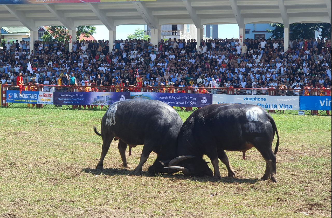 Hải Ph&ograve;ng ph&aacute;t h&agrave;nh 17.000 v&eacute; mời tham dự lễ hội chọi tr&acirc;u Đồ Sơn 2024- Ảnh 1.