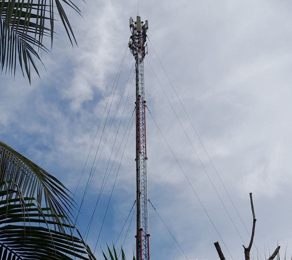 Đốn hạ nhiều c&acirc;y cao quanh s&acirc;n bay Cần Thơ- Ảnh 2.