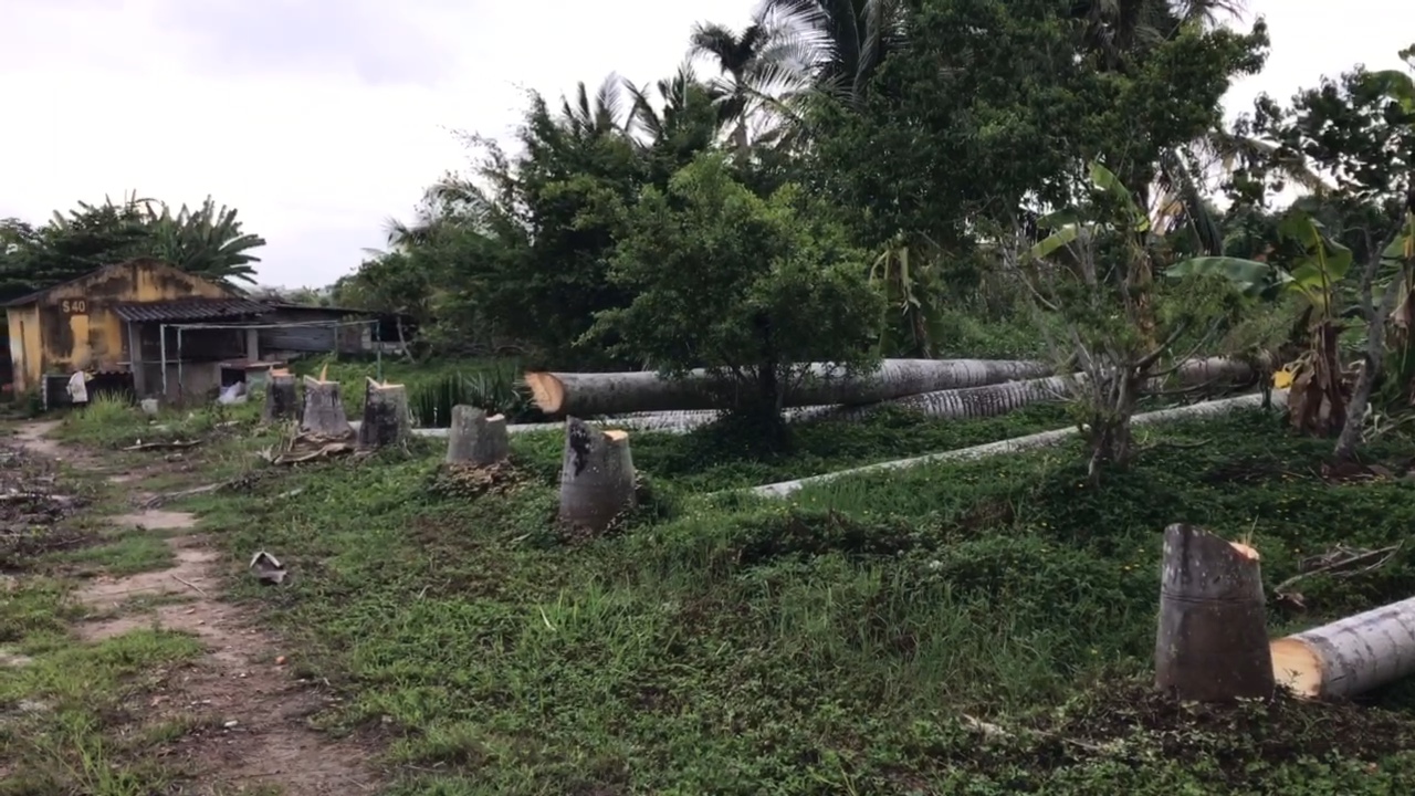 Đốn hạ nhiều c&acirc;y cao quanh s&acirc;n bay Cần Thơ- Ảnh 1.