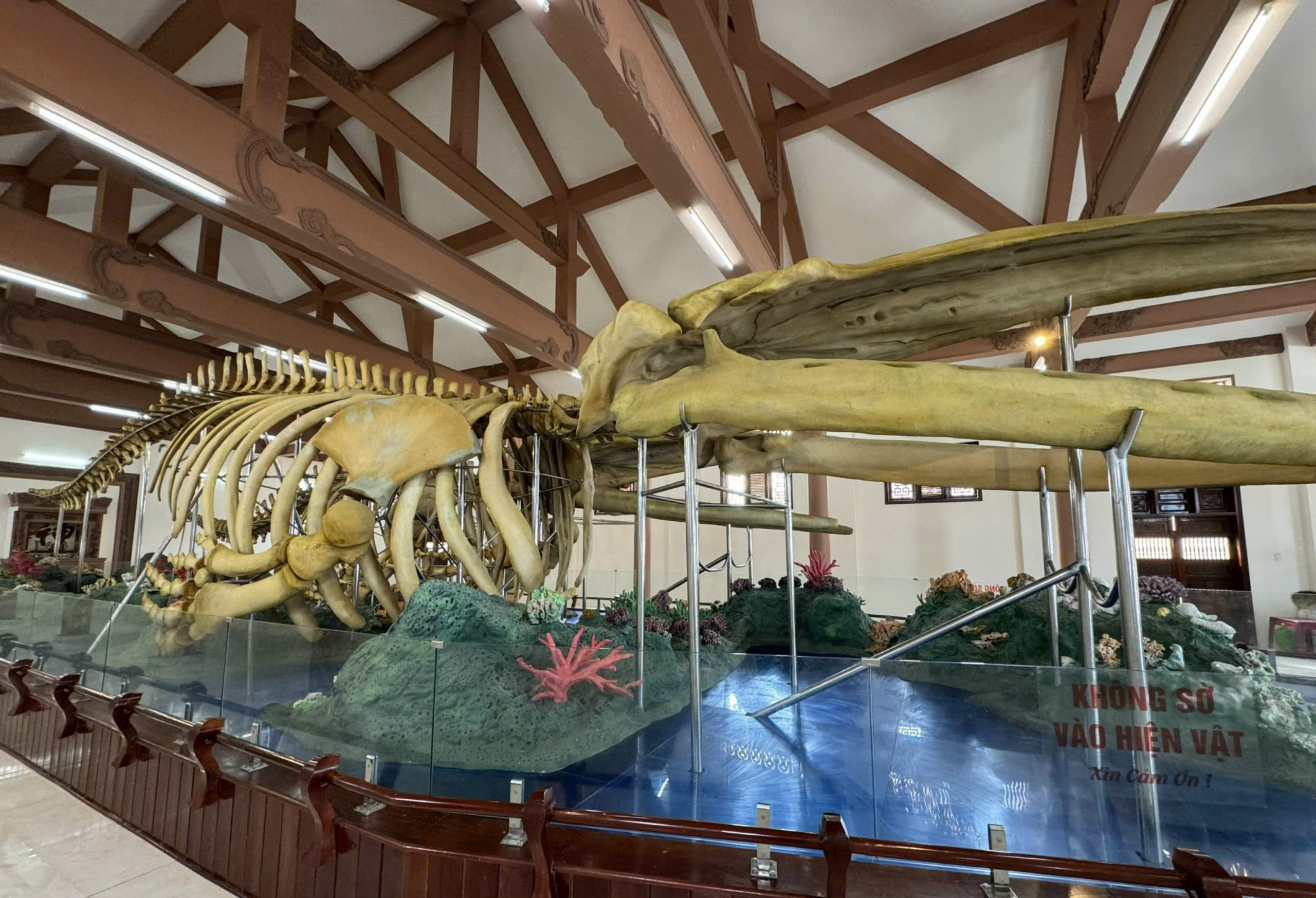 Đến Lý Sơn chiêm ngưỡng đôi ngọc cốt cá voi hơn 200 năm tuổi lớn nhất Đông Nam Á- Ảnh 3. Đến Lý Sơn chiêm ngưỡng đôi ngọc cốt cá voi hơn 200 năm tuổi lớn nhất Đông Nam Á- Ảnh 3.