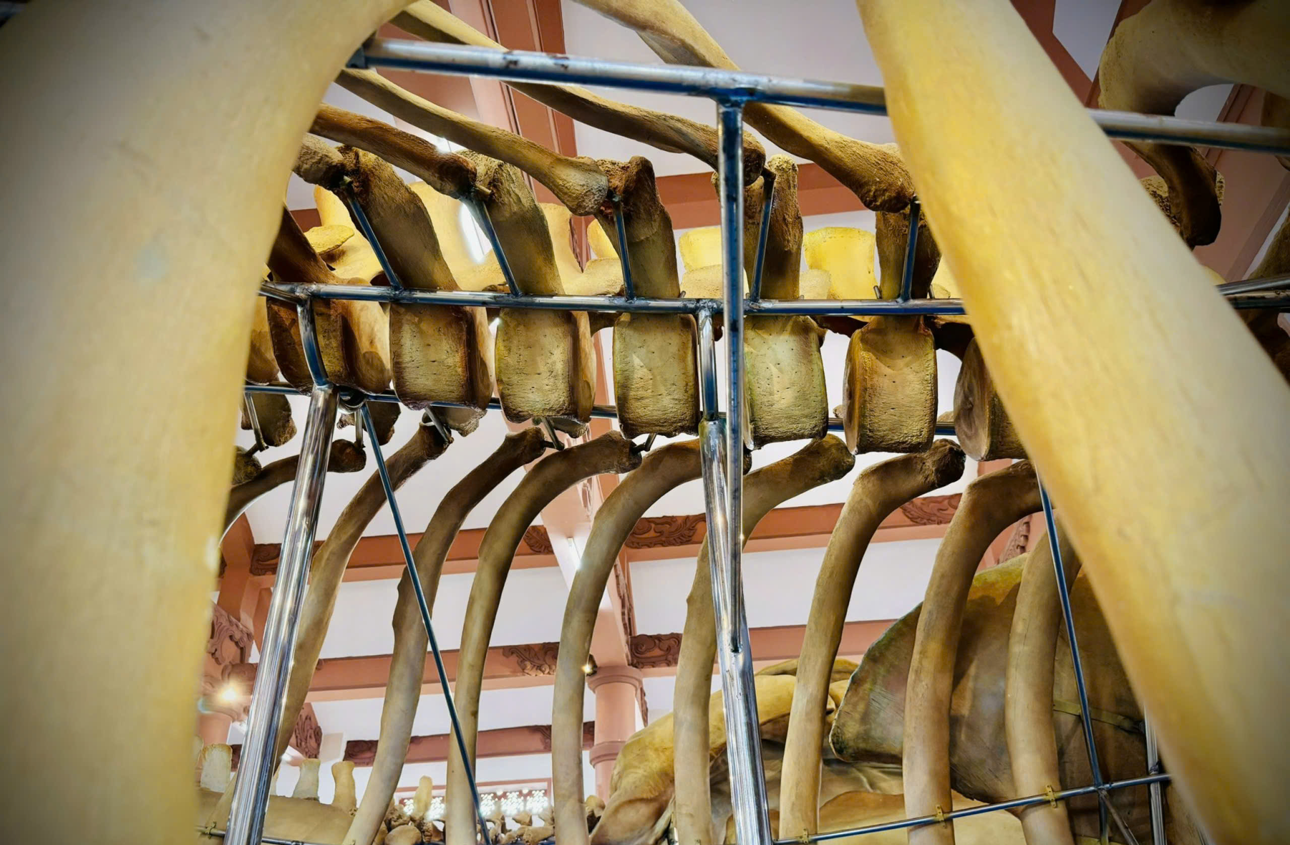 Đến Lý Sơn chiêm ngưỡng đôi ngọc cốt cá voi hơn 200 năm tuổi lớn nhất Đông Nam Á- Ảnh 5. Đến Lý Sơn chiêm ngưỡng đôi ngọc cốt cá voi hơn 200 năm tuổi lớn nhất Đông Nam Á- Ảnh 5.