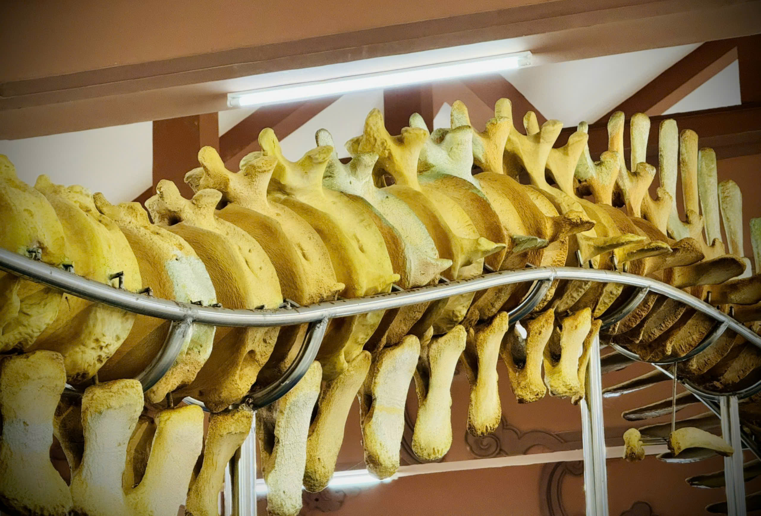 Đến Lý Sơn chiêm ngưỡng đôi ngọc cốt cá voi hơn 200 năm tuổi lớn nhất Đông Nam Á- Ảnh 8. Đến Lý Sơn chiêm ngưỡng đôi ngọc cốt cá voi hơn 200 năm tuổi lớn nhất Đông Nam Á- Ảnh 8.