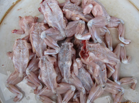 Cha tử vong, con 5 tuổi bất tỉnh nghi do ngộ độc thịt cóc- Ảnh 1. Cha tử vong, con 5 tuổi bất tỉnh nghi do ngộ độc thịt cóc- Ảnh 1.