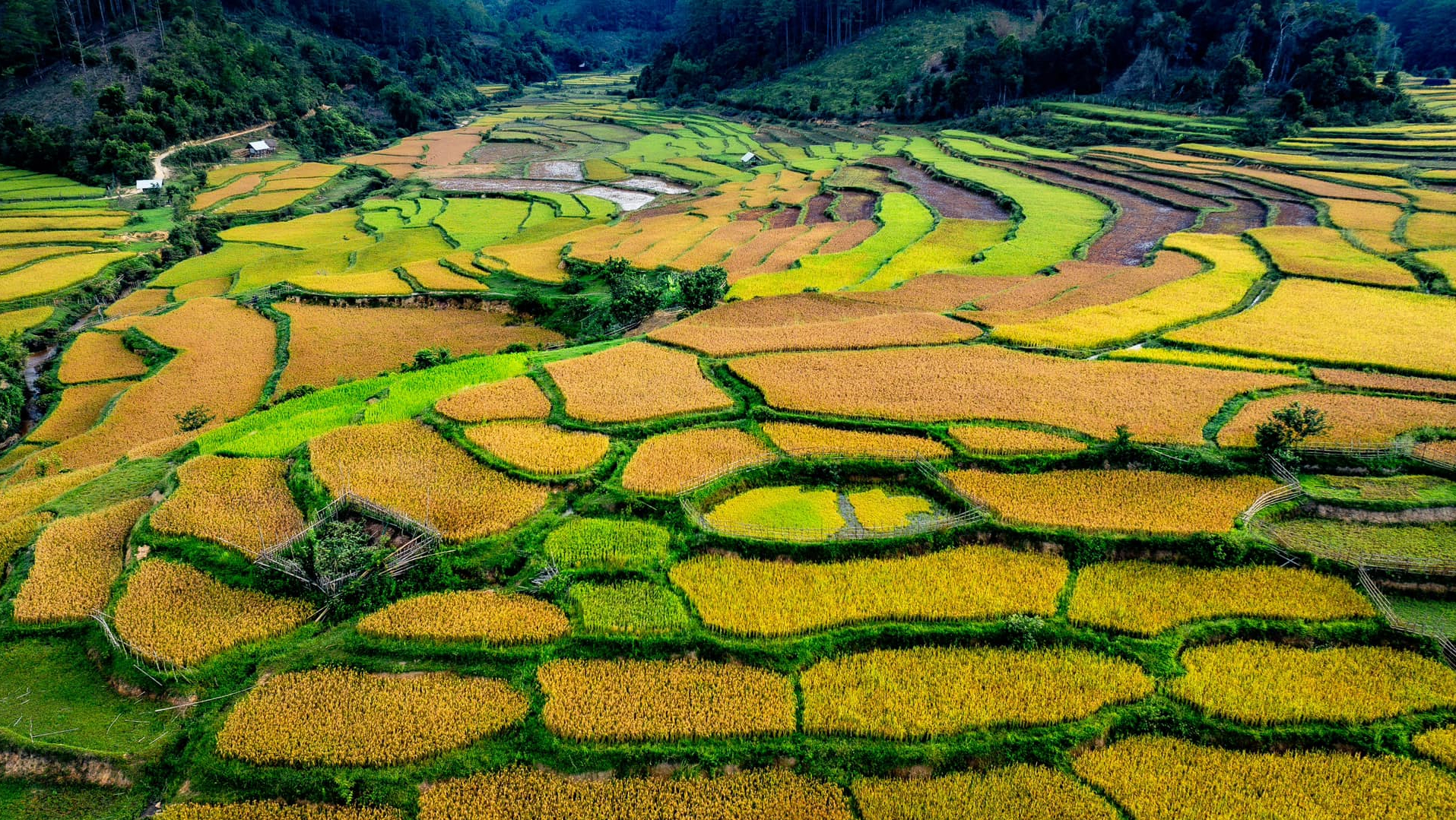 M&ugrave;a v&agrave;ng tr&ecirc;n cao nguy&ecirc;n Măng Đen- Ảnh 2.