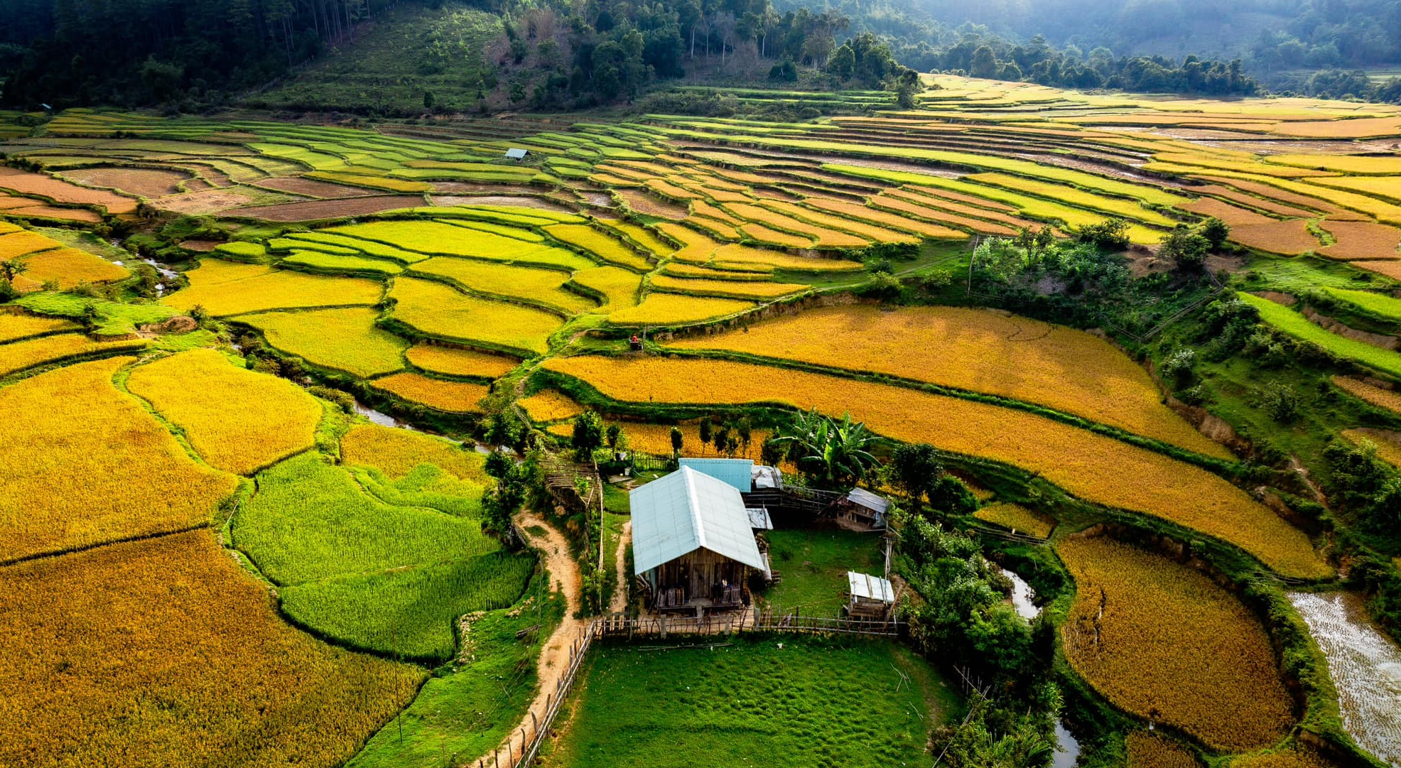 M&ugrave;a v&agrave;ng tr&ecirc;n cao nguy&ecirc;n Măng Đen- Ảnh 6.