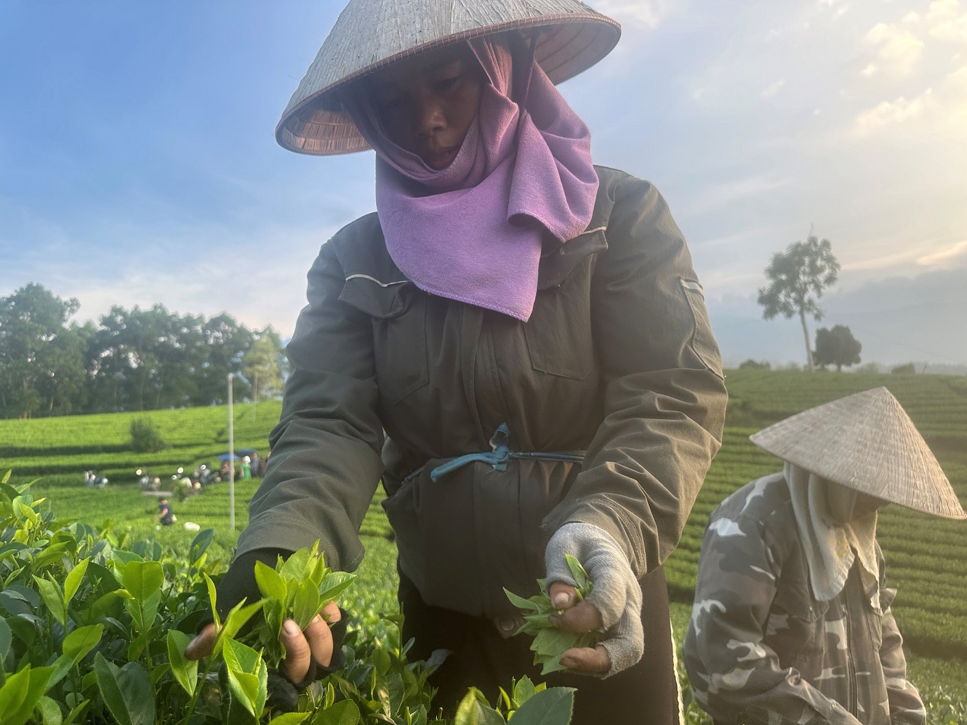 Về Thái Nguyên, khám phá vùng nguyên liệu của Trà Xanh Không Độ- Ảnh 2. Về Thái Nguyên, khám phá vùng nguyên liệu của Trà Xanh Không Độ- Ảnh 2.