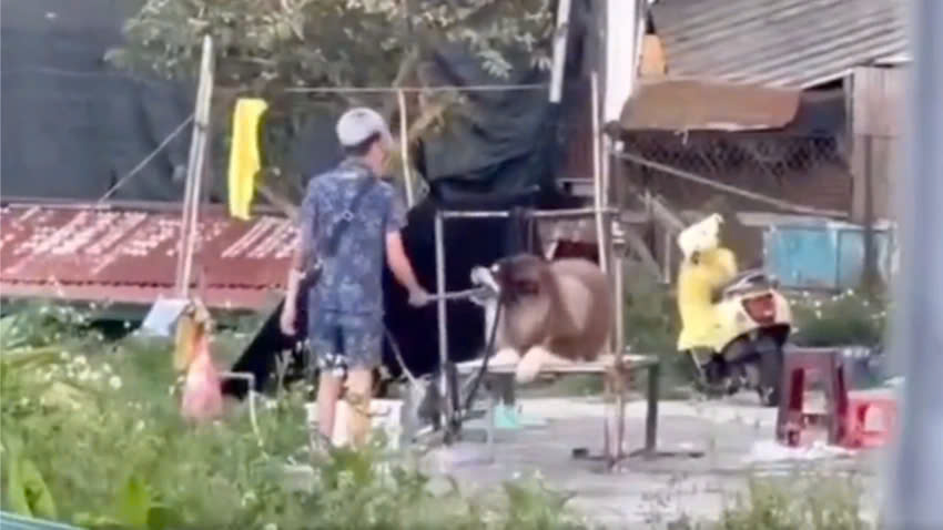 T&igrave;nh tiết mới vụ đ&aacute;nh đập ch&oacute; Alaska giữa quảng trường ở Đ&agrave; Lạt- Ảnh 1.