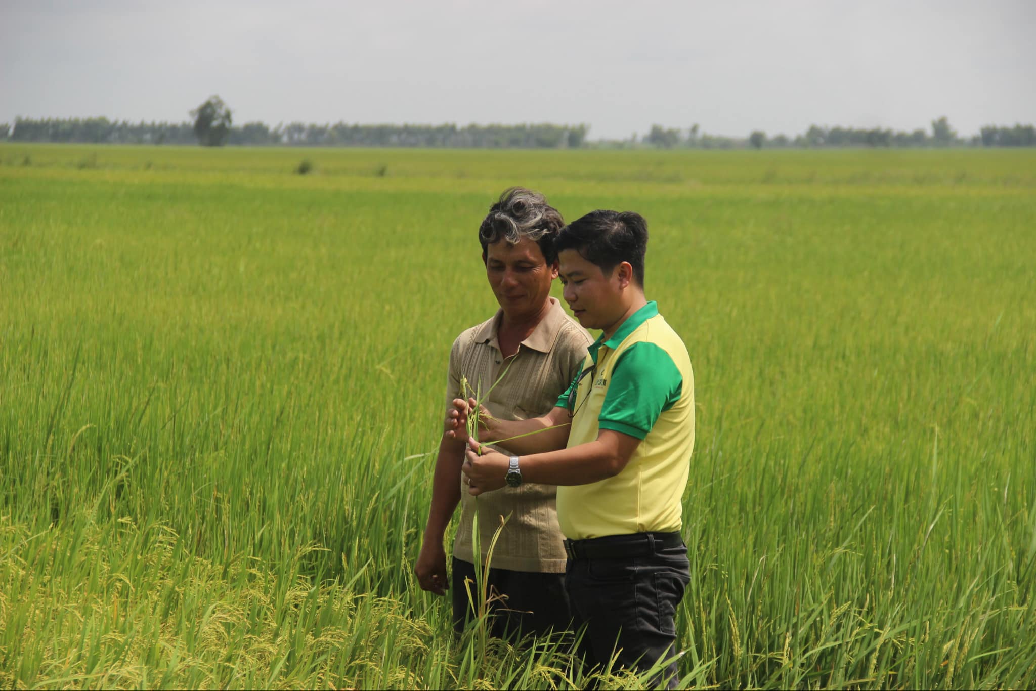 Giảm ph&aacute;t thải CO2 từ sản xuất n&ocirc;ng nghiệp ở ĐBSCL- Ảnh 4.