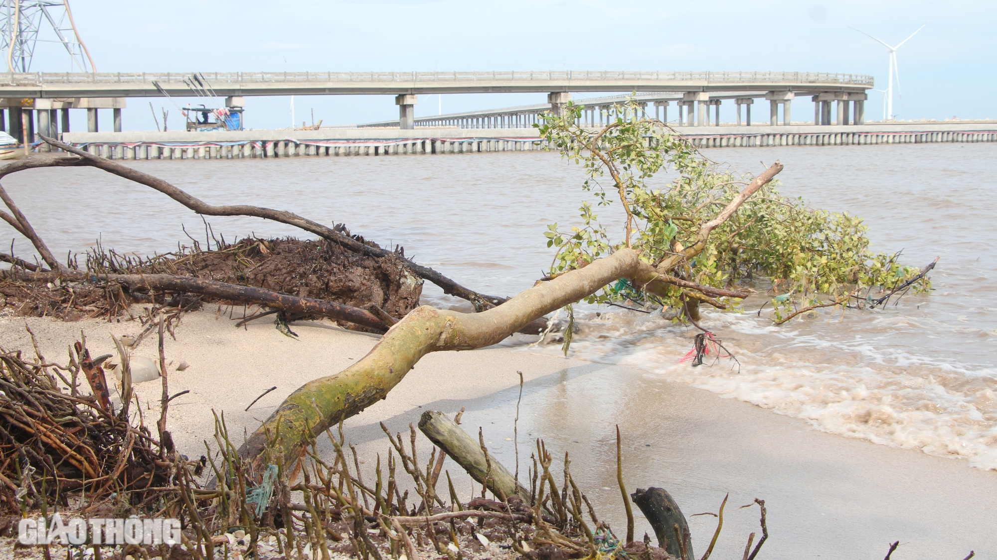 Chủ tịch Bạc Li&ecirc;u chỉ đạo xử l&yacute; khẩn cấp sạt lở đ&ecirc; biển Đ&ocirc;ng- Ảnh 3.