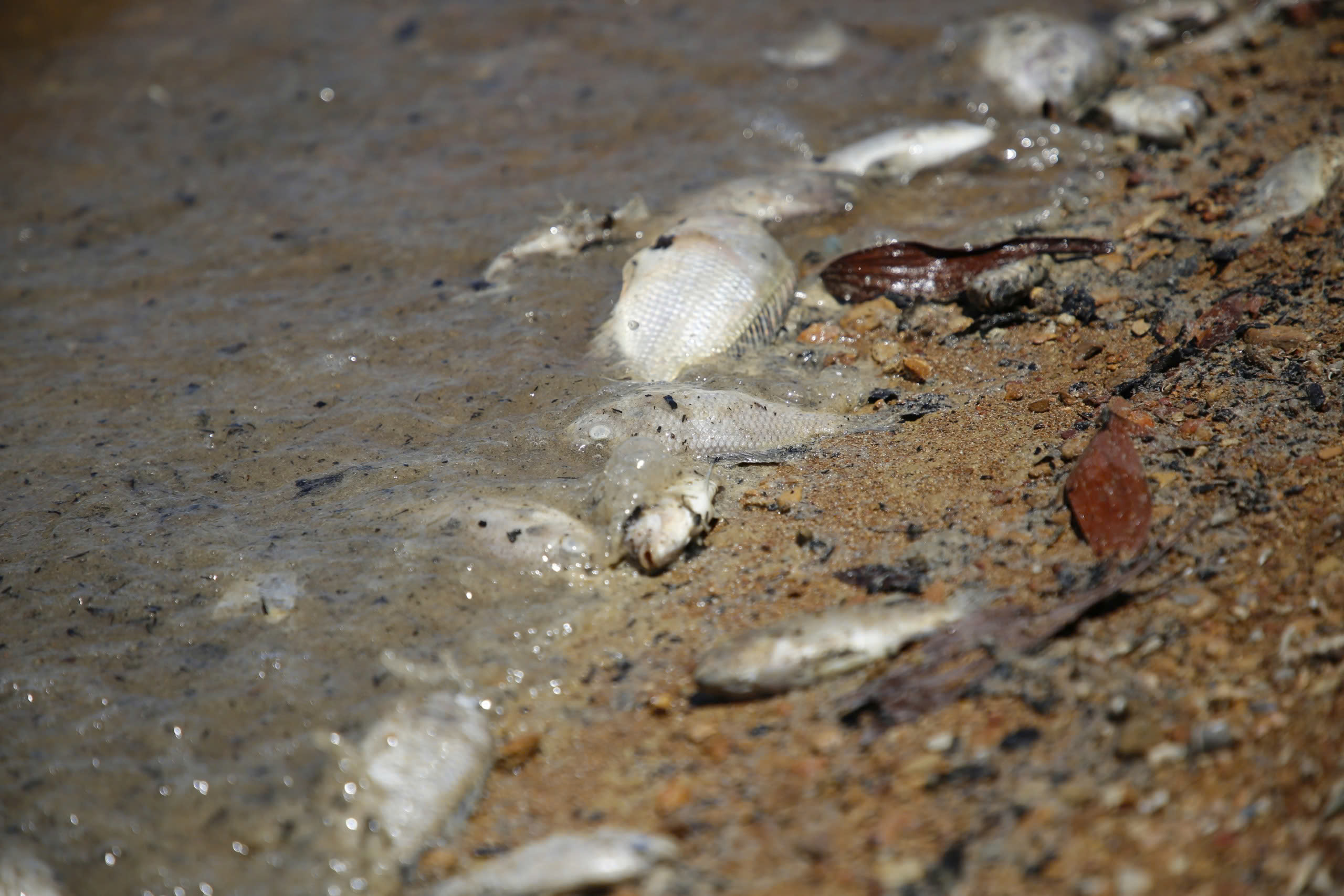 L&agrave;m r&otilde; nguy&ecirc;n nh&acirc;n c&aacute; chết bất thường tại hồ thủy lợi lớn nhất Quảng B&igrave;nh- Ảnh 1.