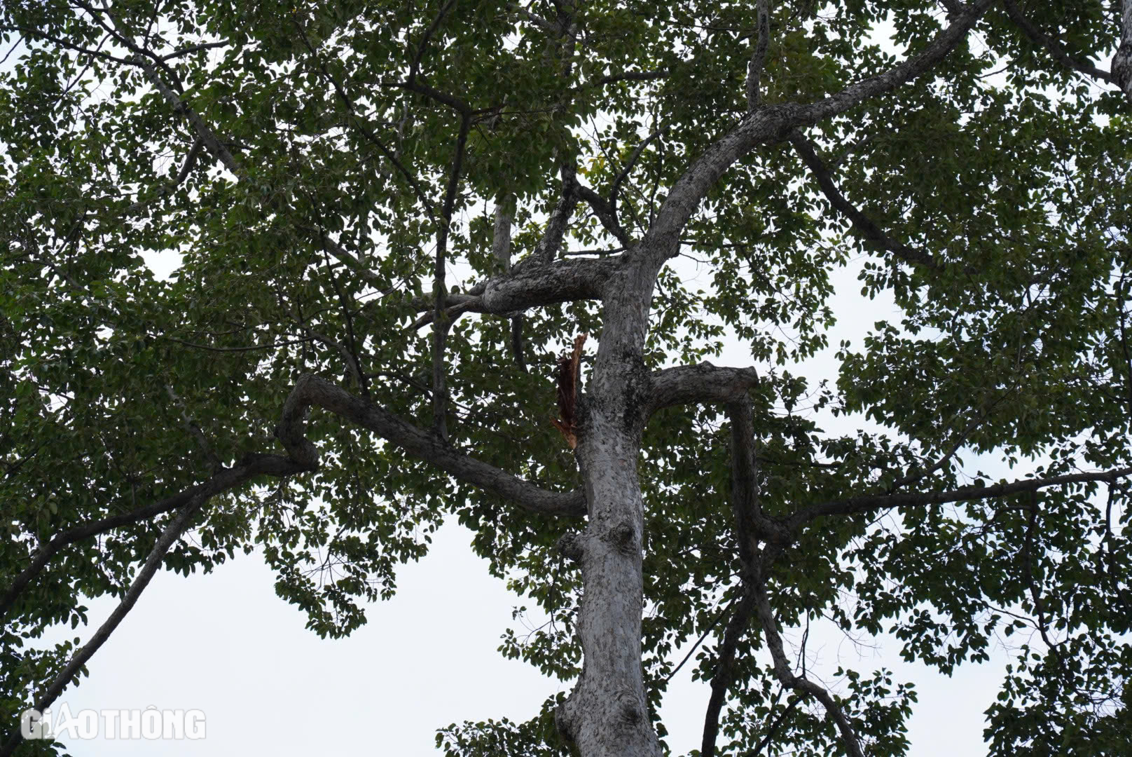 &Aacute;m ảnh vụ nh&aacute;nh c&acirc;y rơi đ&egrave; chết người ở c&ocirc;ng vi&ecirc;n Tao Đ&agrave;n- Ảnh 6.