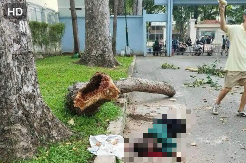 &Aacute;m ảnh vụ nh&aacute;nh c&acirc;y rơi đ&egrave; chết người ở c&ocirc;ng vi&ecirc;n Tao Đ&agrave;n- Ảnh 2.