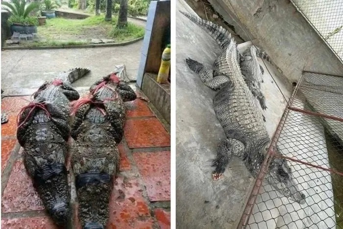 Bắt 2 con c&aacute; sấu sổng chuồng ở Y&ecirc;n B&aacute;i- Ảnh 1.