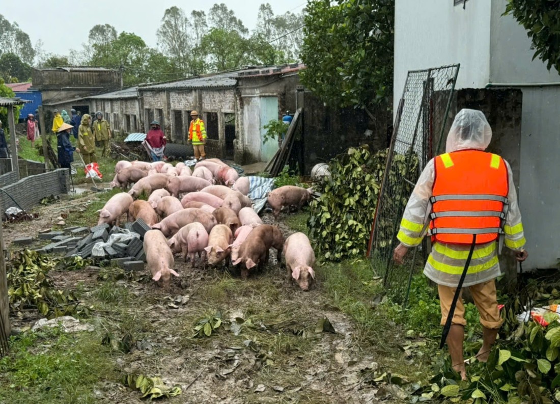 H&agrave;ng ngh&igrave;n người ở H&agrave; Nam gia cố đ&ecirc;, chạy lũ cả ng&agrave;y lẫn đ&ecirc;m- Ảnh 19.