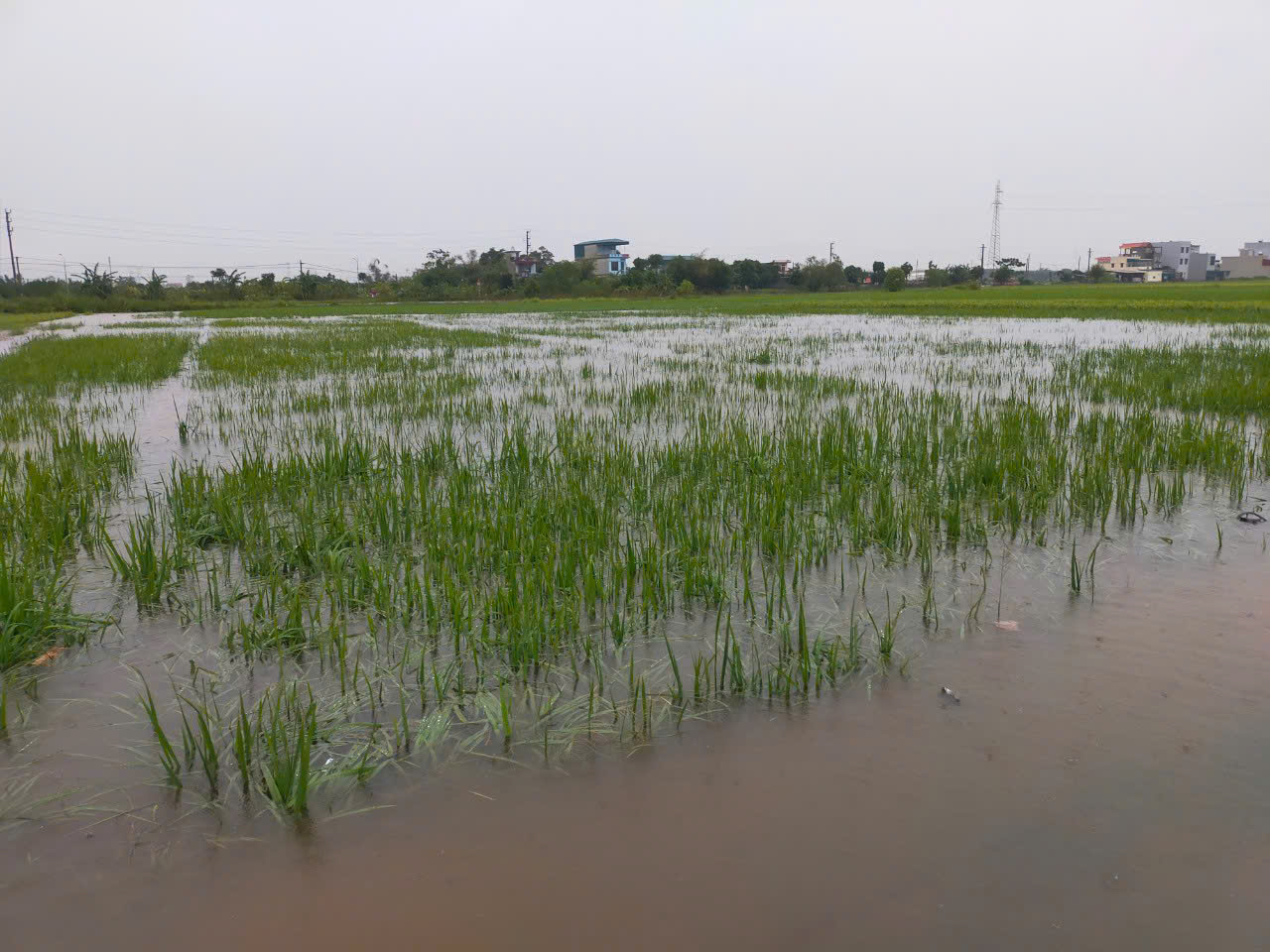 Mưa lớn, nhiều nơi ở Th&aacute;i B&igrave;nh ngập s&acirc;u- Ảnh 7.