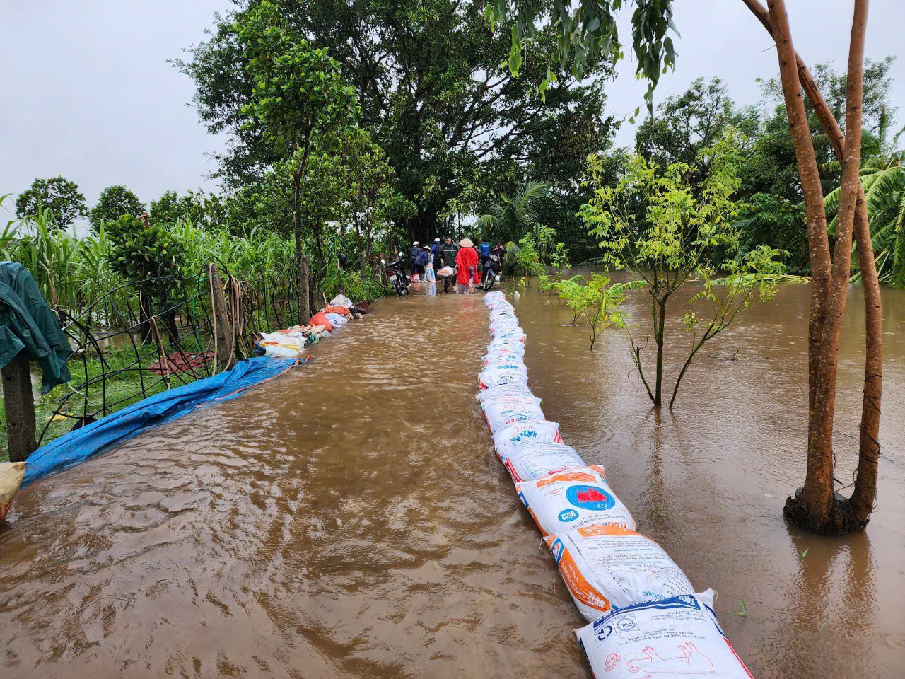 Mưa lớn, nhiều nơi ở Th&aacute;i B&igrave;nh ngập s&acirc;u- Ảnh 6.
