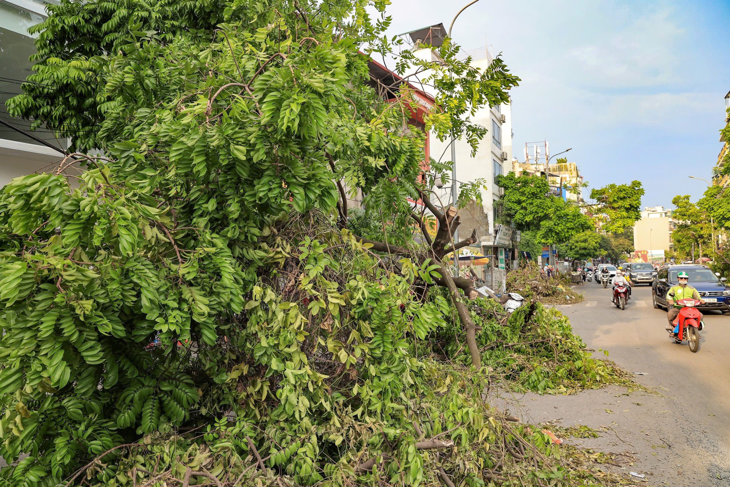 H&agrave; Nội tất bật thu dọn h&agrave;ng chục ngh&igrave;n c&acirc;y xanh g&atilde;y đổ sau b&atilde;o số 3- Ảnh 2.