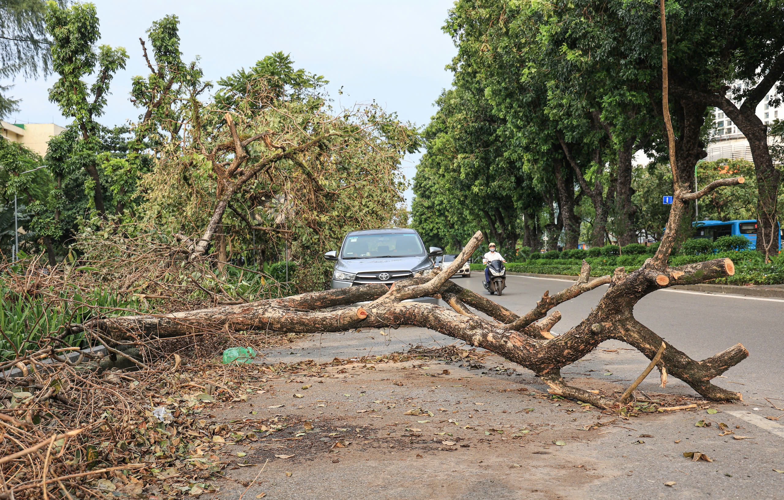 H&agrave; Nội tất bật thu dọn h&agrave;ng chục ngh&igrave;n c&acirc;y xanh g&atilde;y đổ sau b&atilde;o số 3- Ảnh 13.