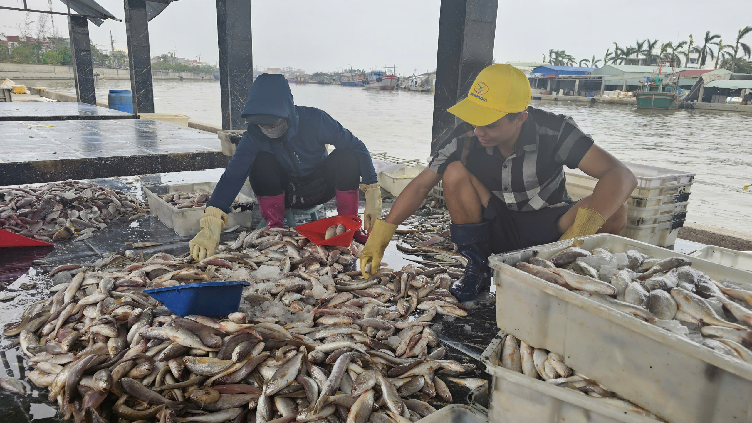 T&agrave;u c&aacute; Hải Ph&ograve;ng vươn khơi trở lại, gi&aacute; hải sản tươi sống tăng gấp đ&ocirc;i- Ảnh 4.