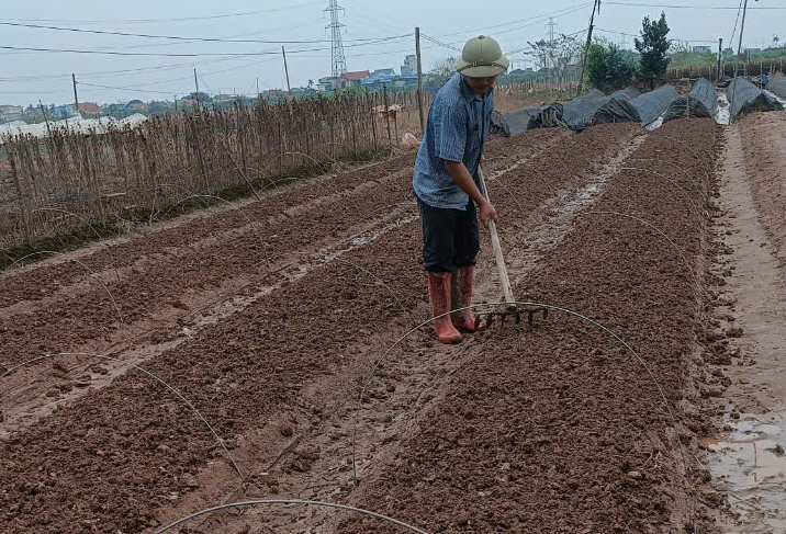 Vựa hoa Nam Định mất trắng, người trồng kh&oacute;c r&ograve;ng sau trận lụt lịch sử- Ảnh 4.