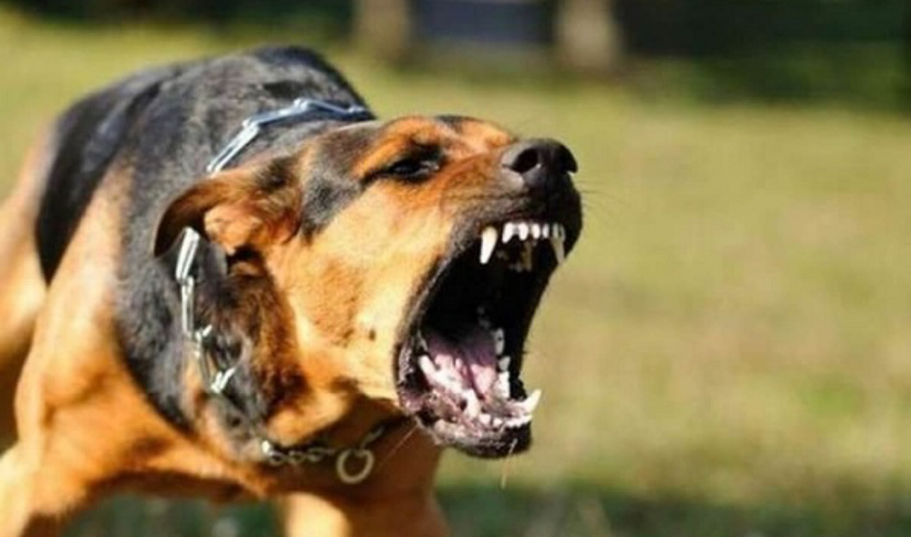 Đồng Nai: Ch&oacute; dại cắn 1 ch&aacute;u b&eacute; 6 tuổi v&agrave; nhiều ch&oacute; nh&agrave; kh&aacute;c- Ảnh 1.