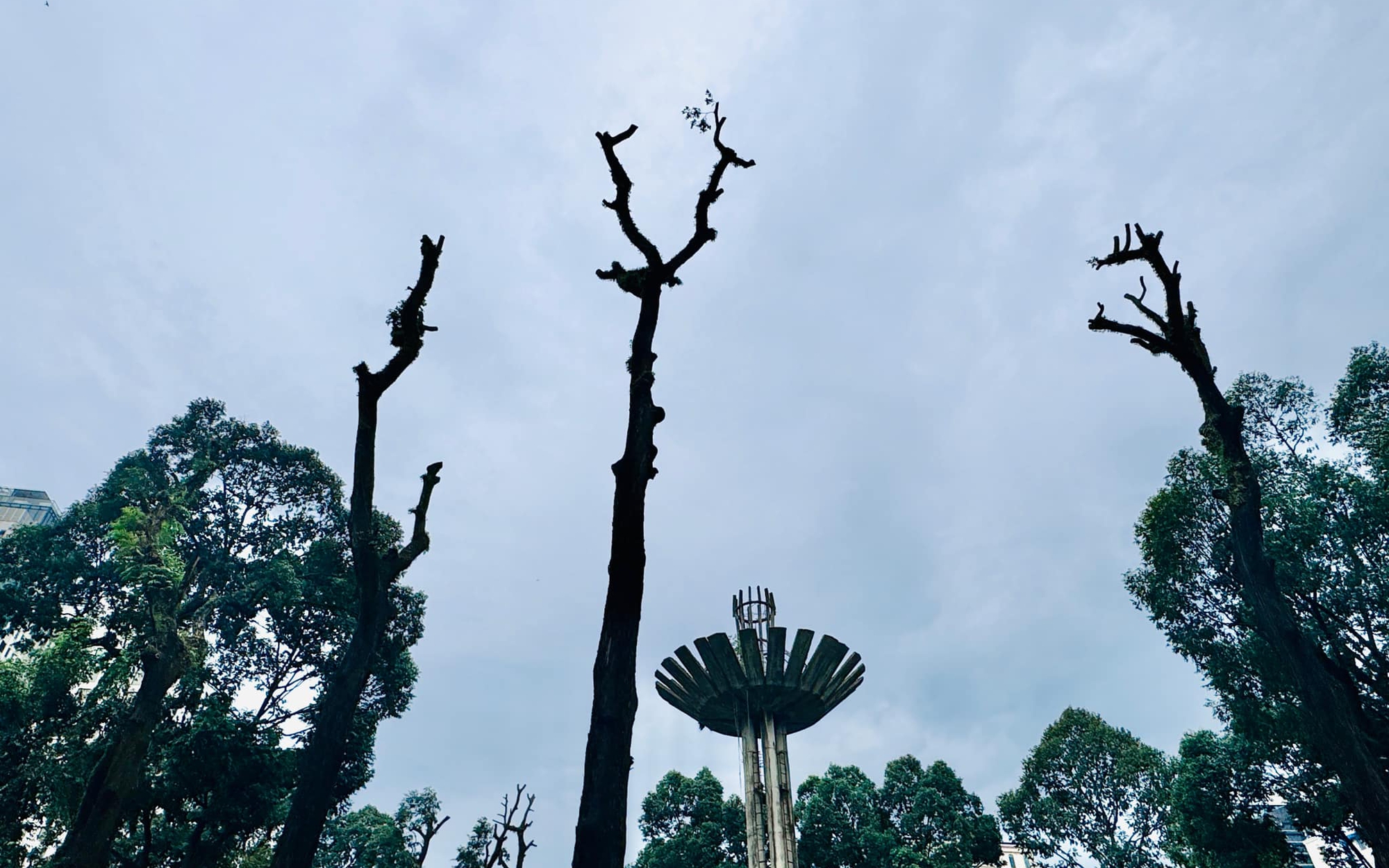 TP.HCM thay thế, hạ thấp gần 3.000 c&acirc;y xanh hư hại, mất an to&agrave;n